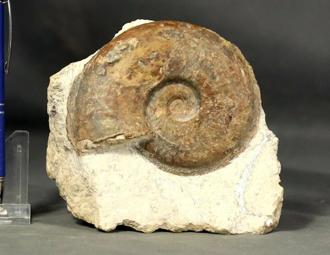An uncommon and Fine Ammonite - - Fossilised animal...