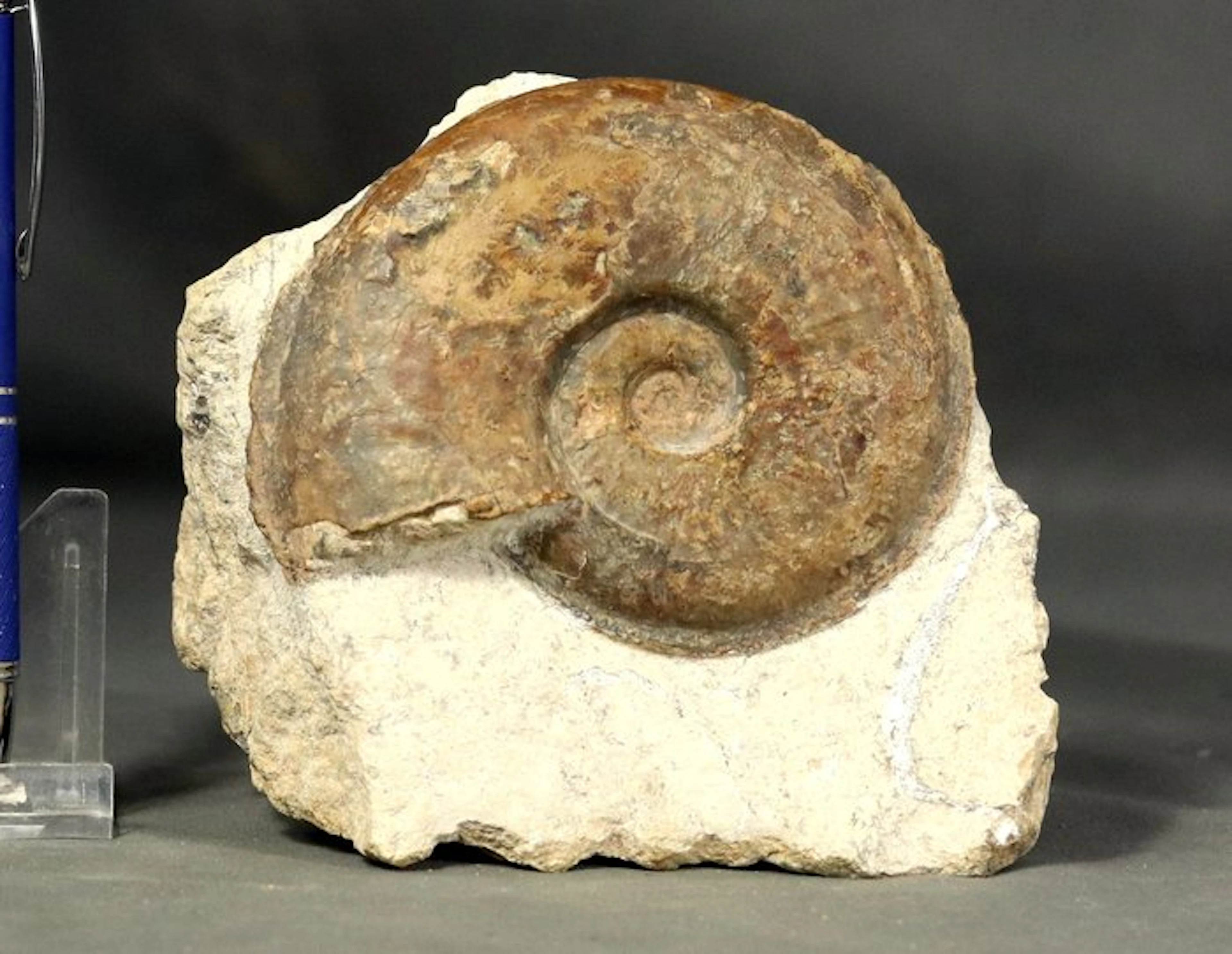 An uncommon and Fine Ammonite - - Fossilised animal...