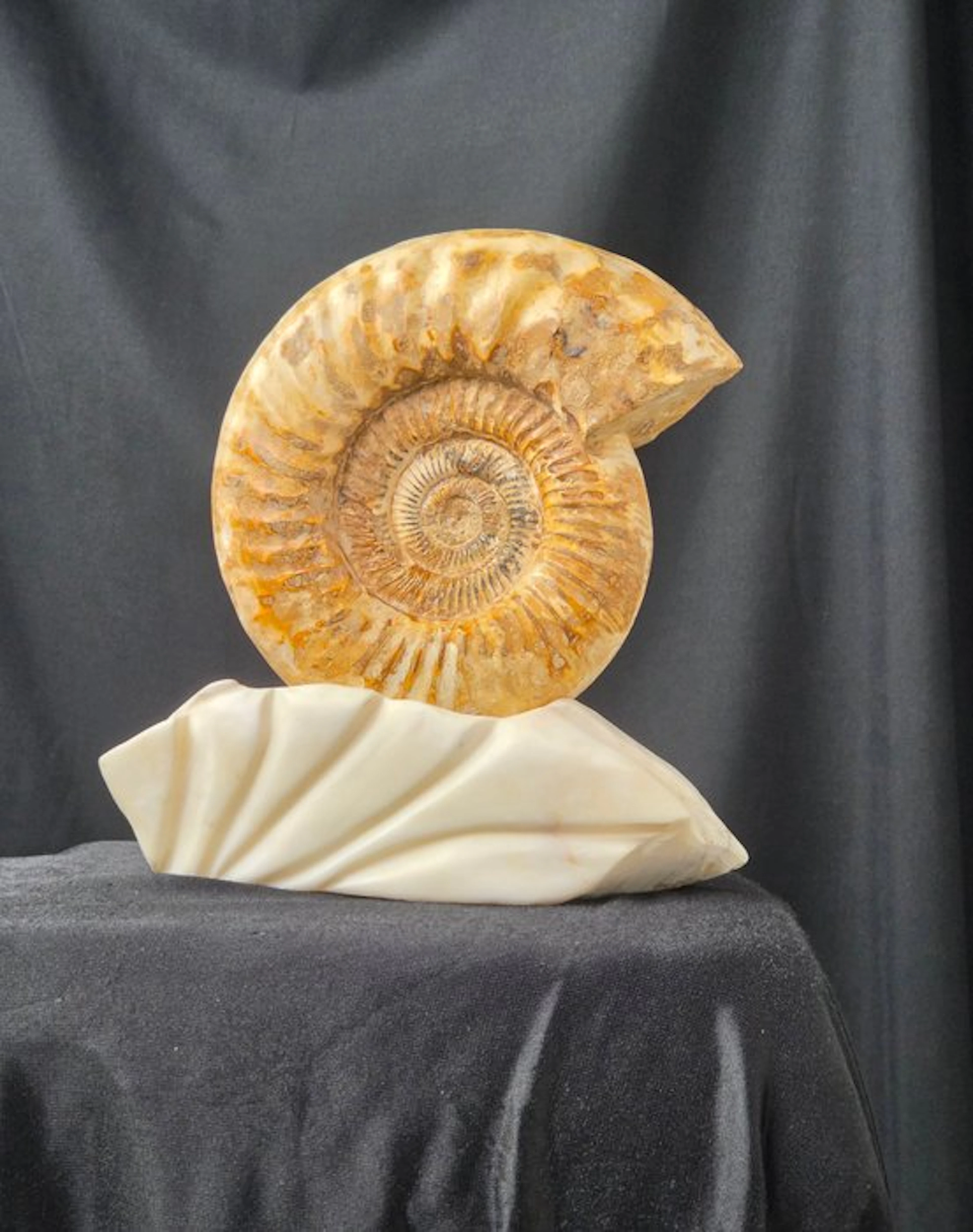 Ammonite - Fossilised animal - Large Ammonite Fossil on...