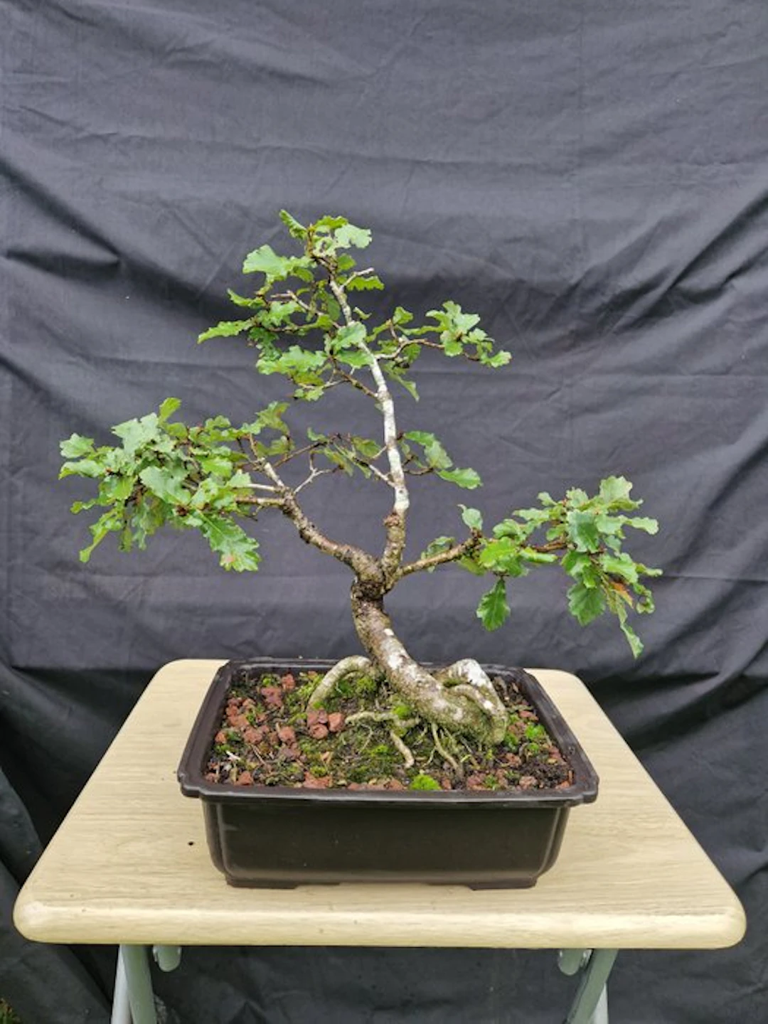 oak - Height (Tree): 38 cm - Depth (Tree): 42 cm - France