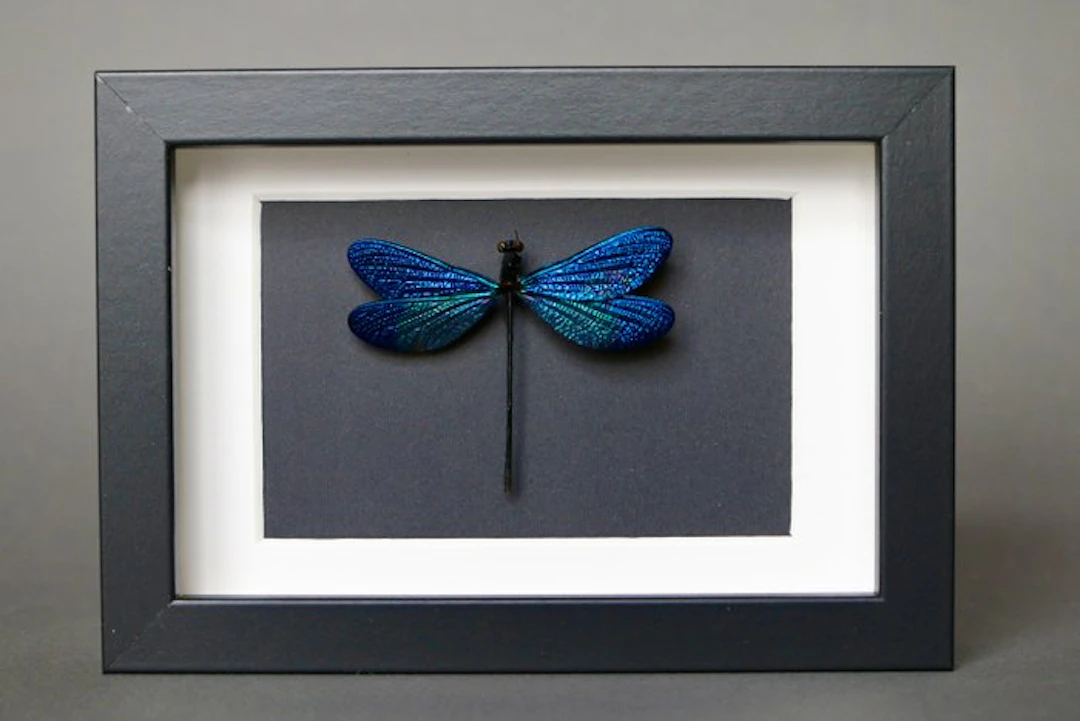 Dragonfly Taxidermy full body mount - Vestalis melania...