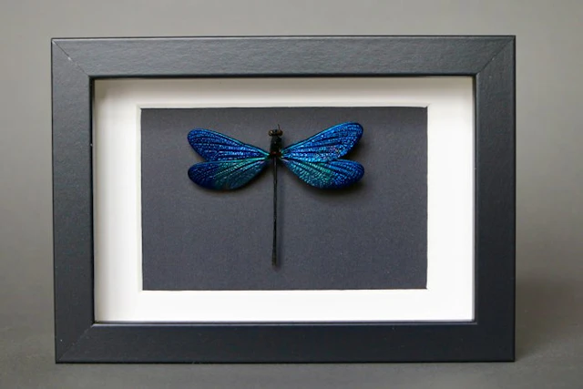 Dragonfly Taxidermy full body mount - Vestalis melania...