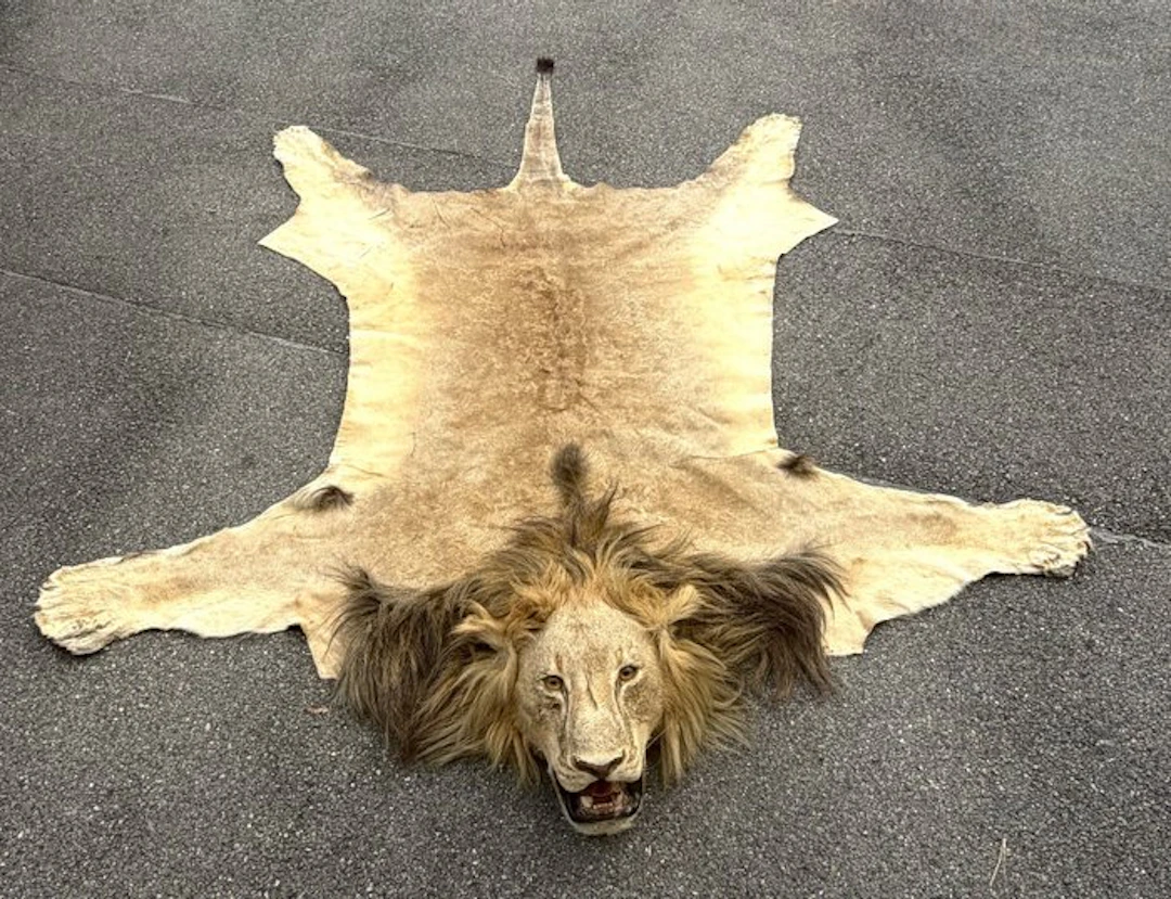 Lion Taxidermy full body mount - Panthera leo - 40 cm...