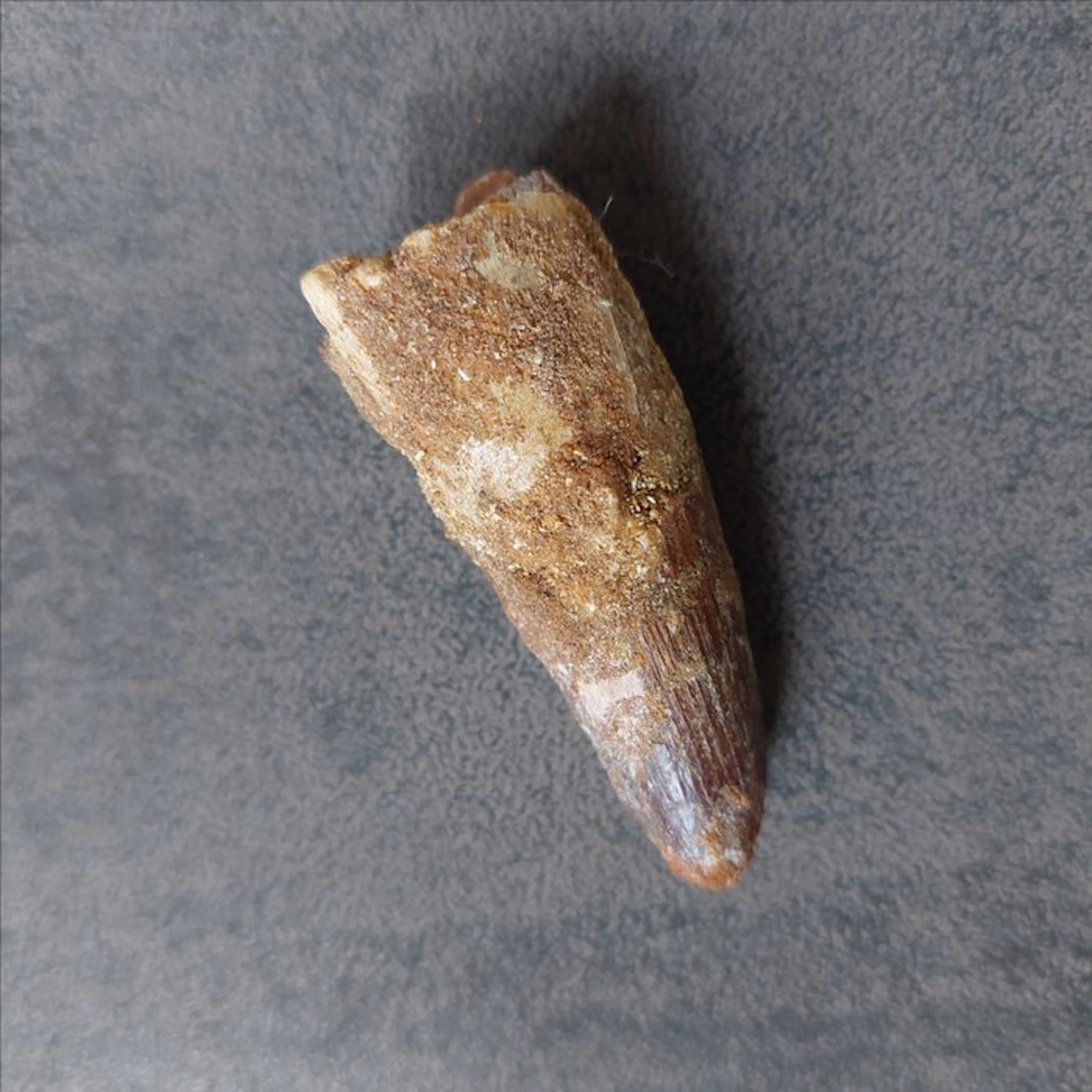 Dinosaur - Fossil tooth - Spinosaurus aegyptiacus - 65 mm...