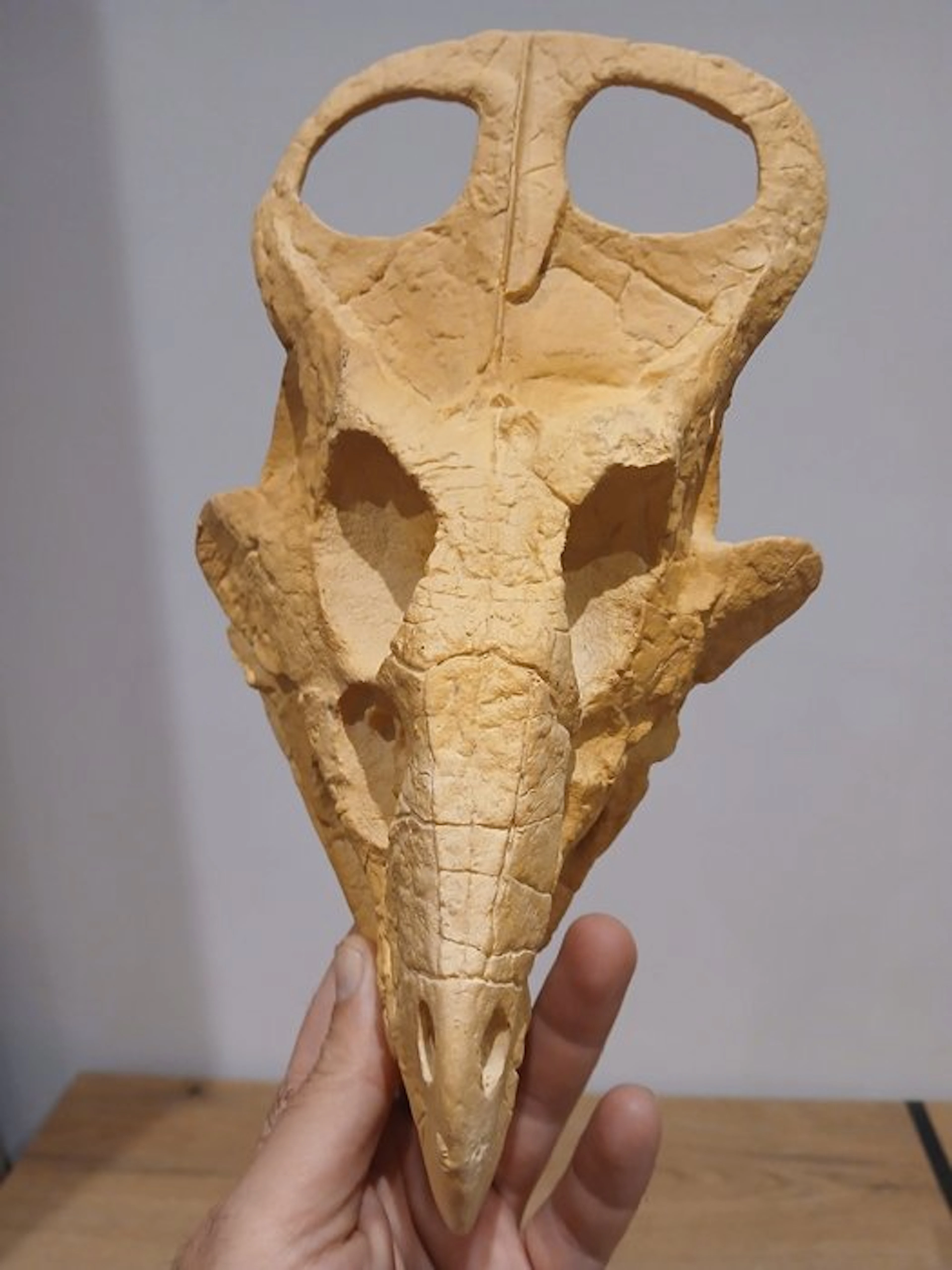 Replica of a juvenile Protoceratops skull
