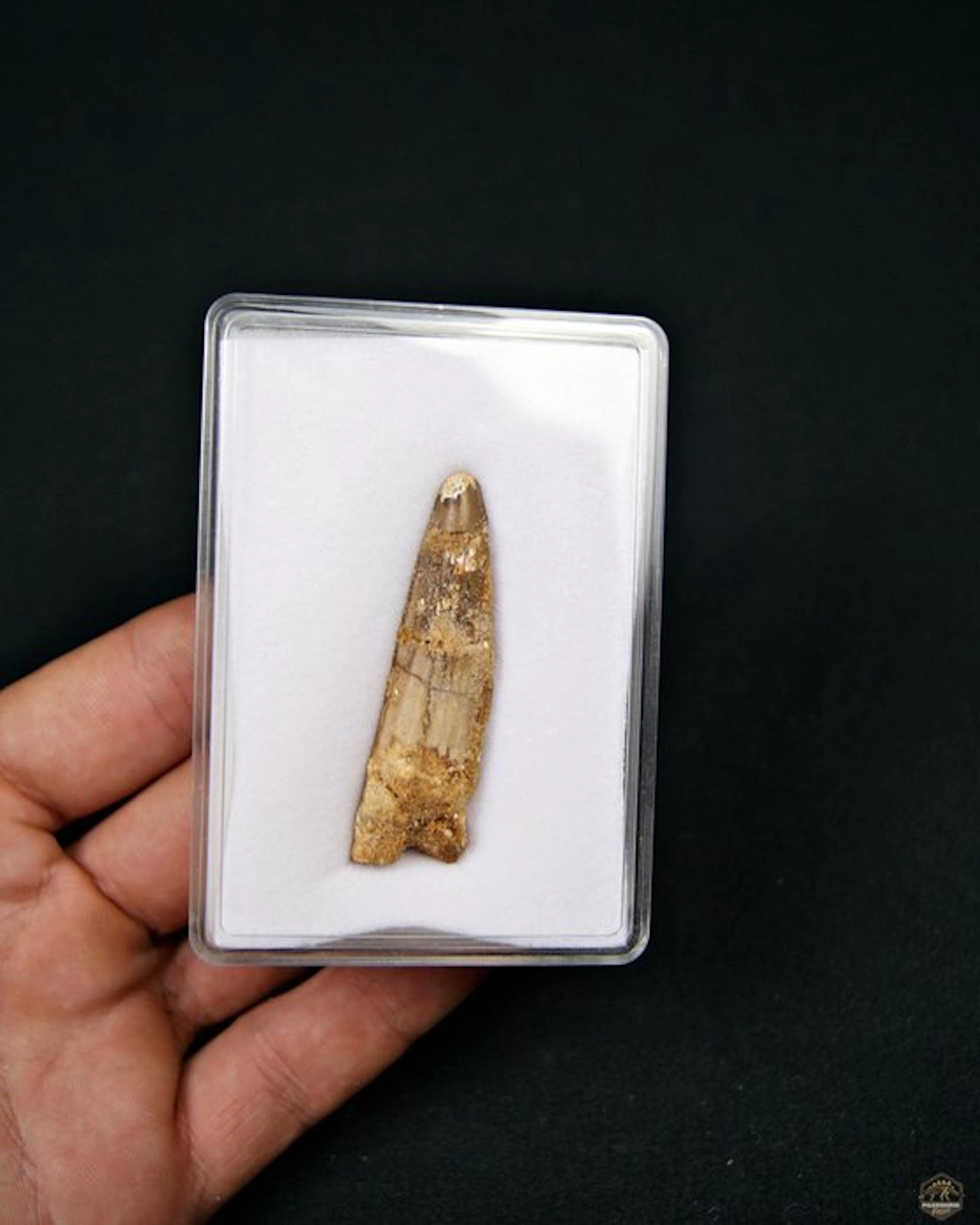 Spinosaur - Fossil tooth - Spinosaurus aegyptiacus (No reserve price)