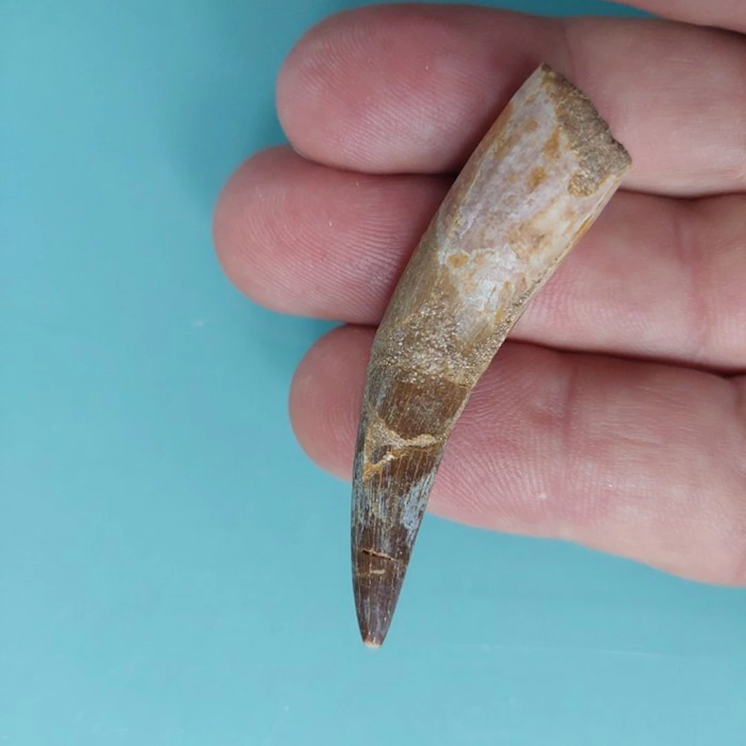 Marine reptile - Fossil tooth - Plesiosaurus - 58 mm - 15 mm (No reserve price)