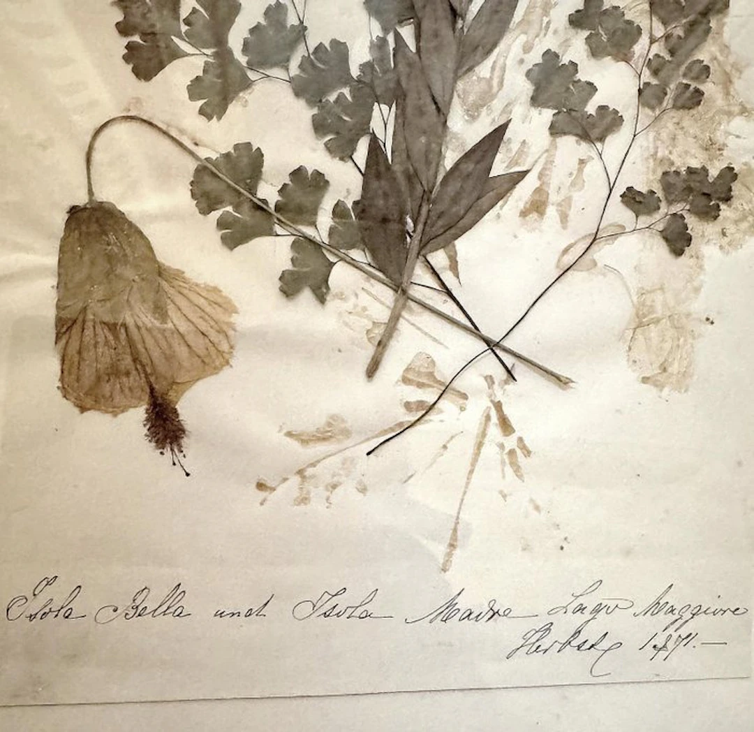 Collectie historische herbaria - Nederland 1955–1972 +...