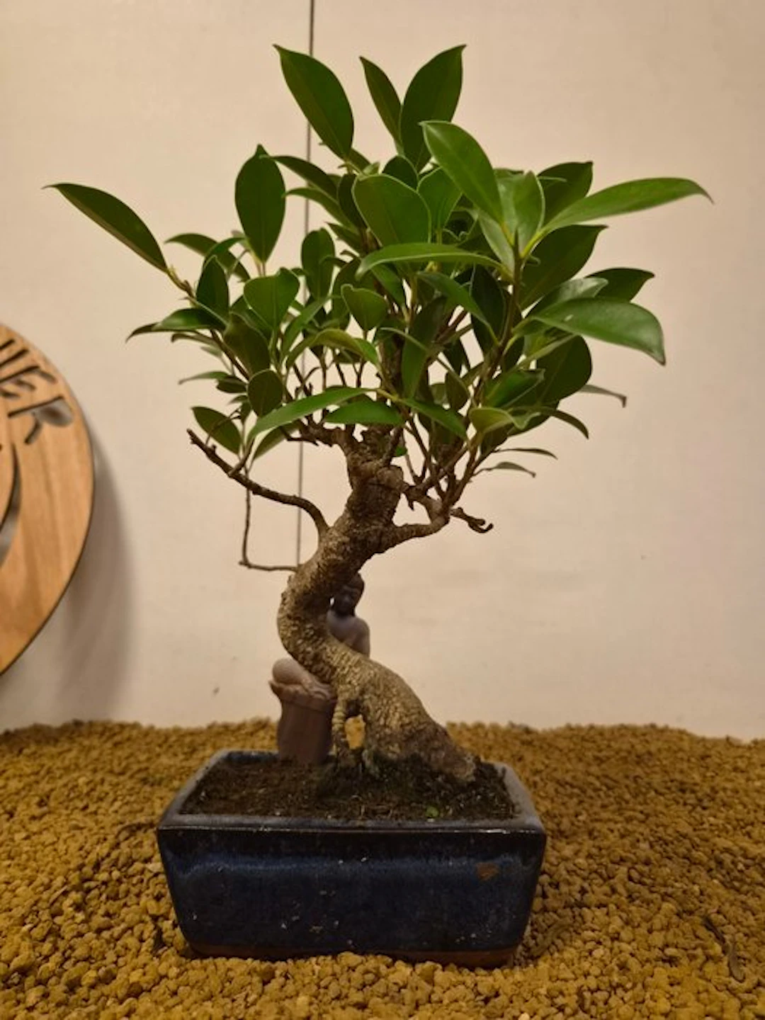 Fig tree bonsai (Ficus) - Height (Tree): 29 cm - Depth (Tree): 23 cm - Belgium