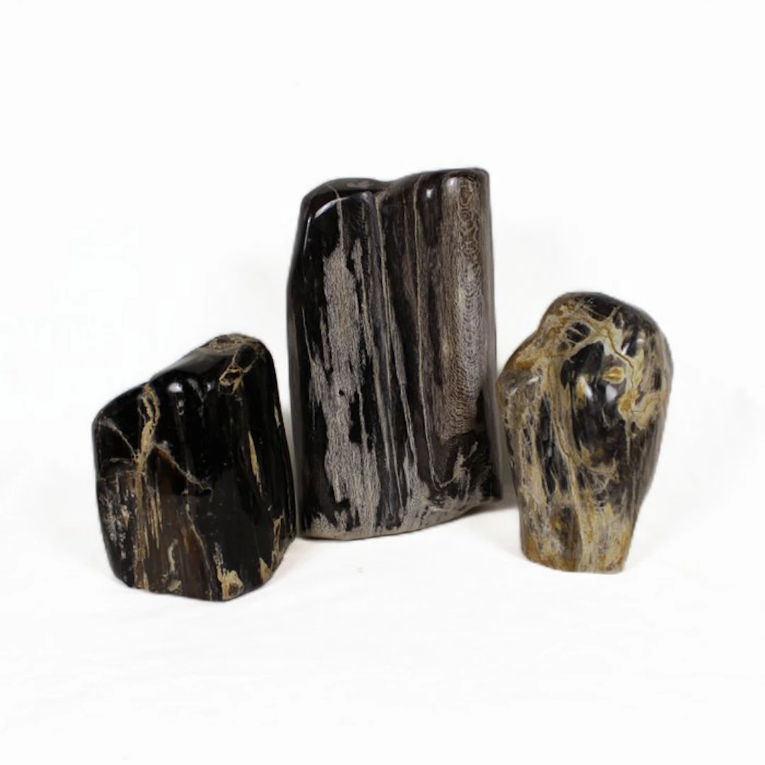 Petrified wood slices - Fossilised wood - Dipterocarpus (No reserve price)