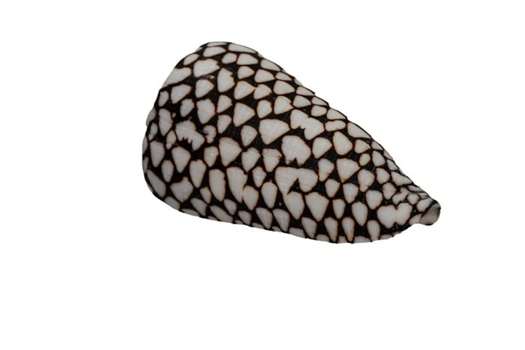 Outstanding 100mm GIANT Conus marmoreus - Beautiful...