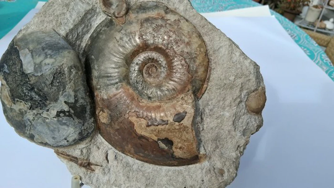 Ammonite - Fossil mortality plate - 6 cm - 20 cm (No reserve price)