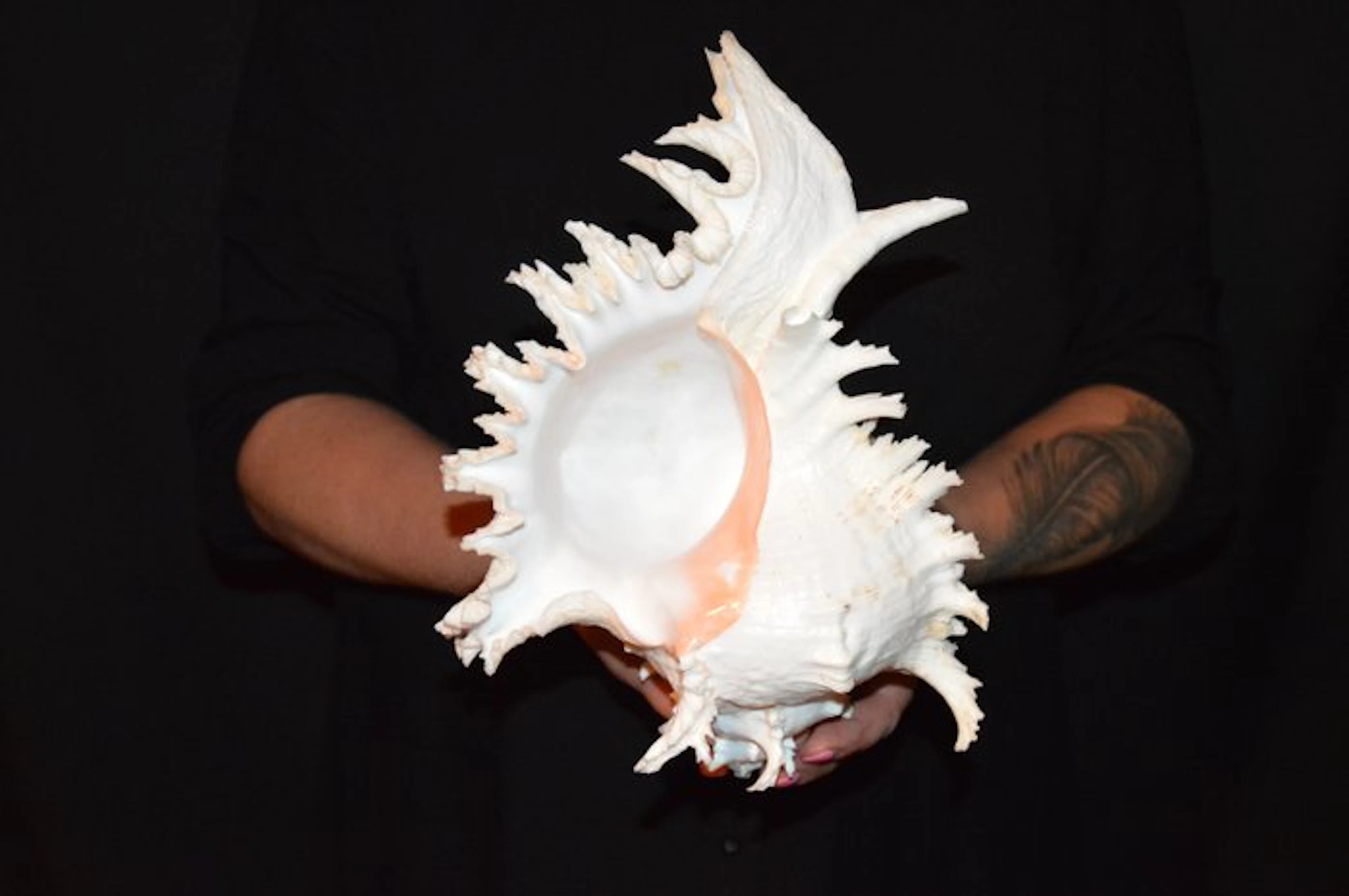 Sea Snail Sea shell - S-548 CHICOREUS RAMOSUS