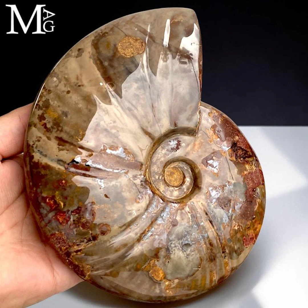 Fossilized Ammonite Shell (Cleoniceras) - Polished...