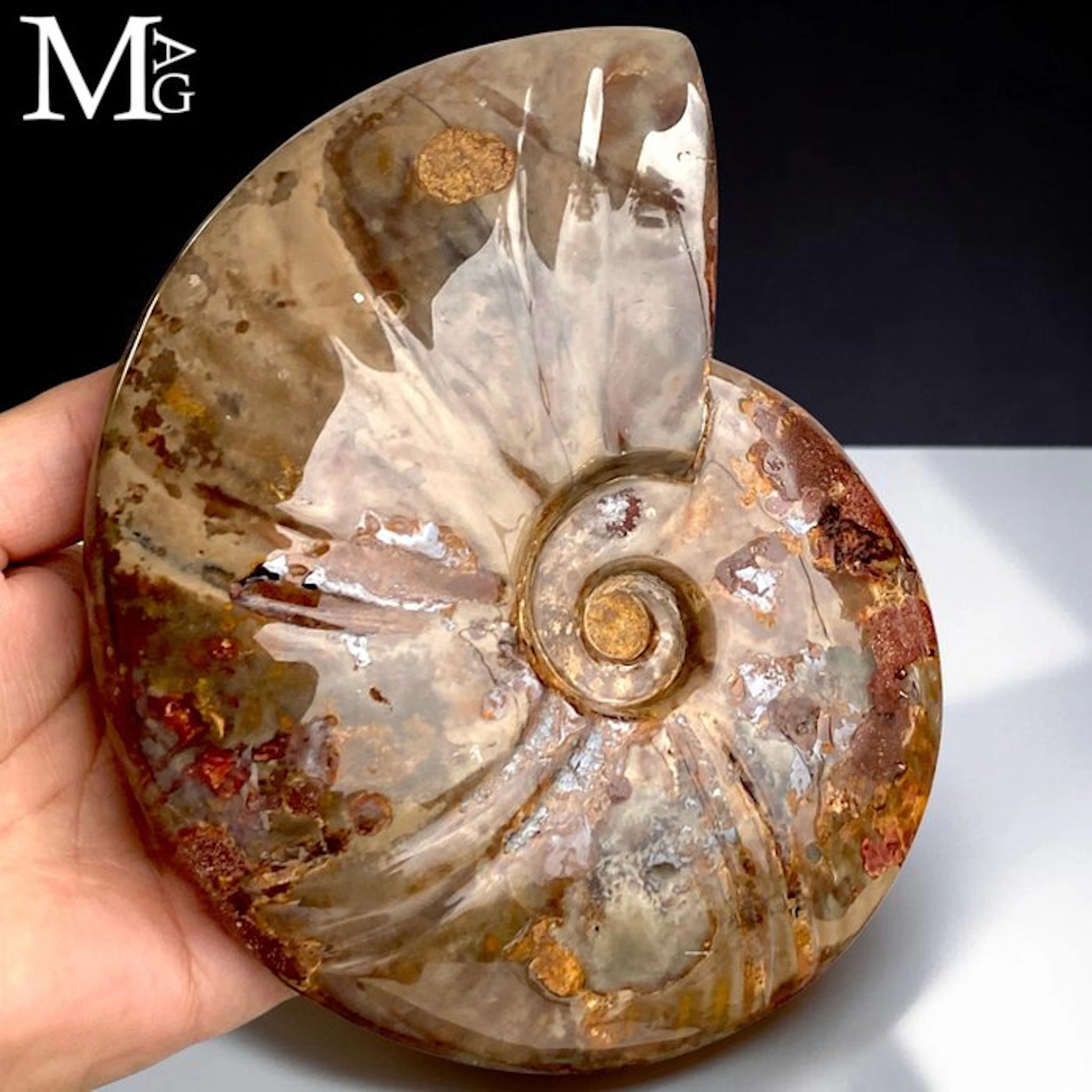 Fossilized Ammonite Shell (Cleoniceras) - Polished...
