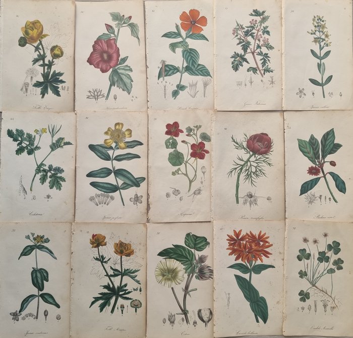 Felice Cassone - Lot. of 15 sheets - Flora medico-farmaceutica - 1847 ...