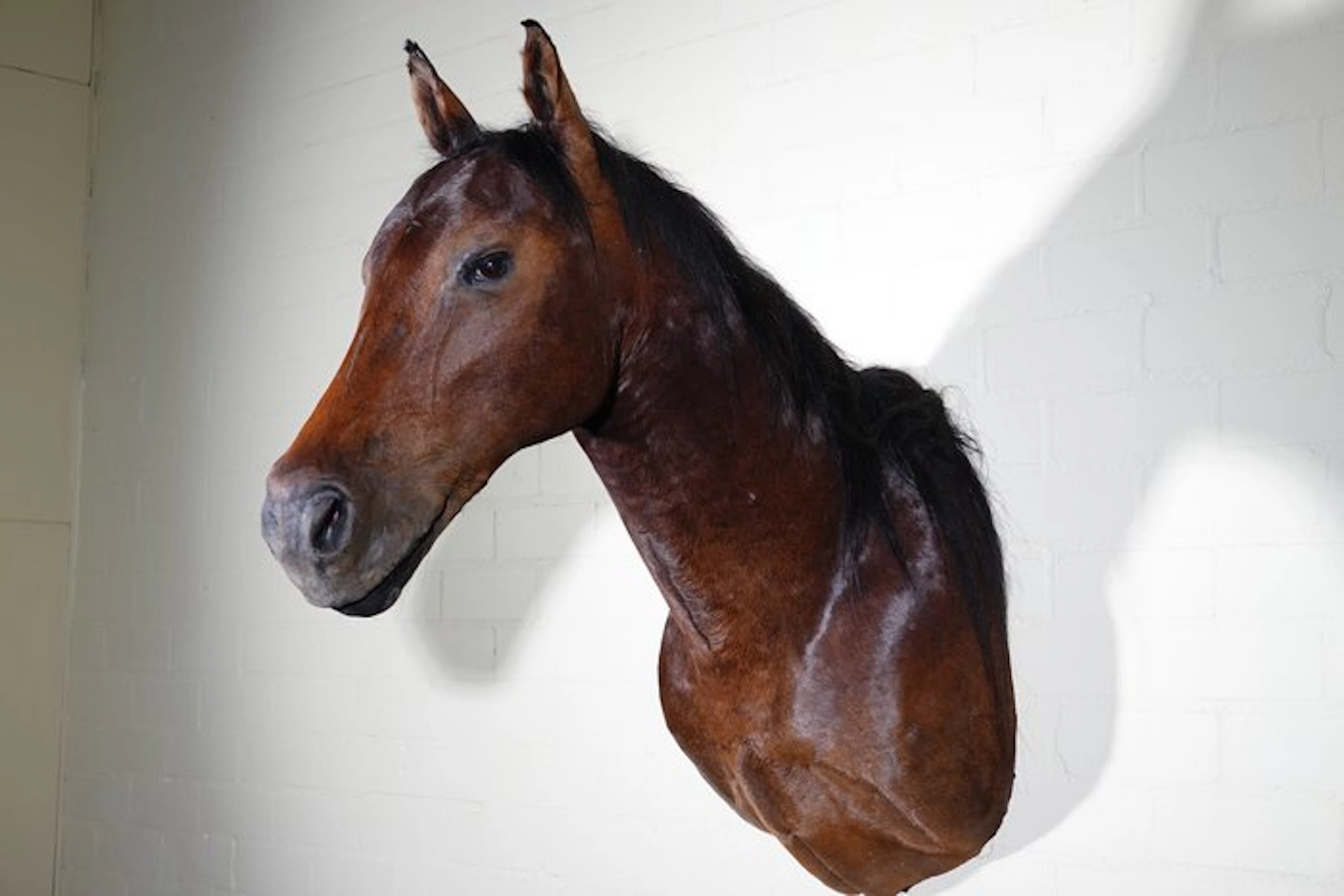 Horse shouldermount Skull - Equus caballus - 90 cm - 100...