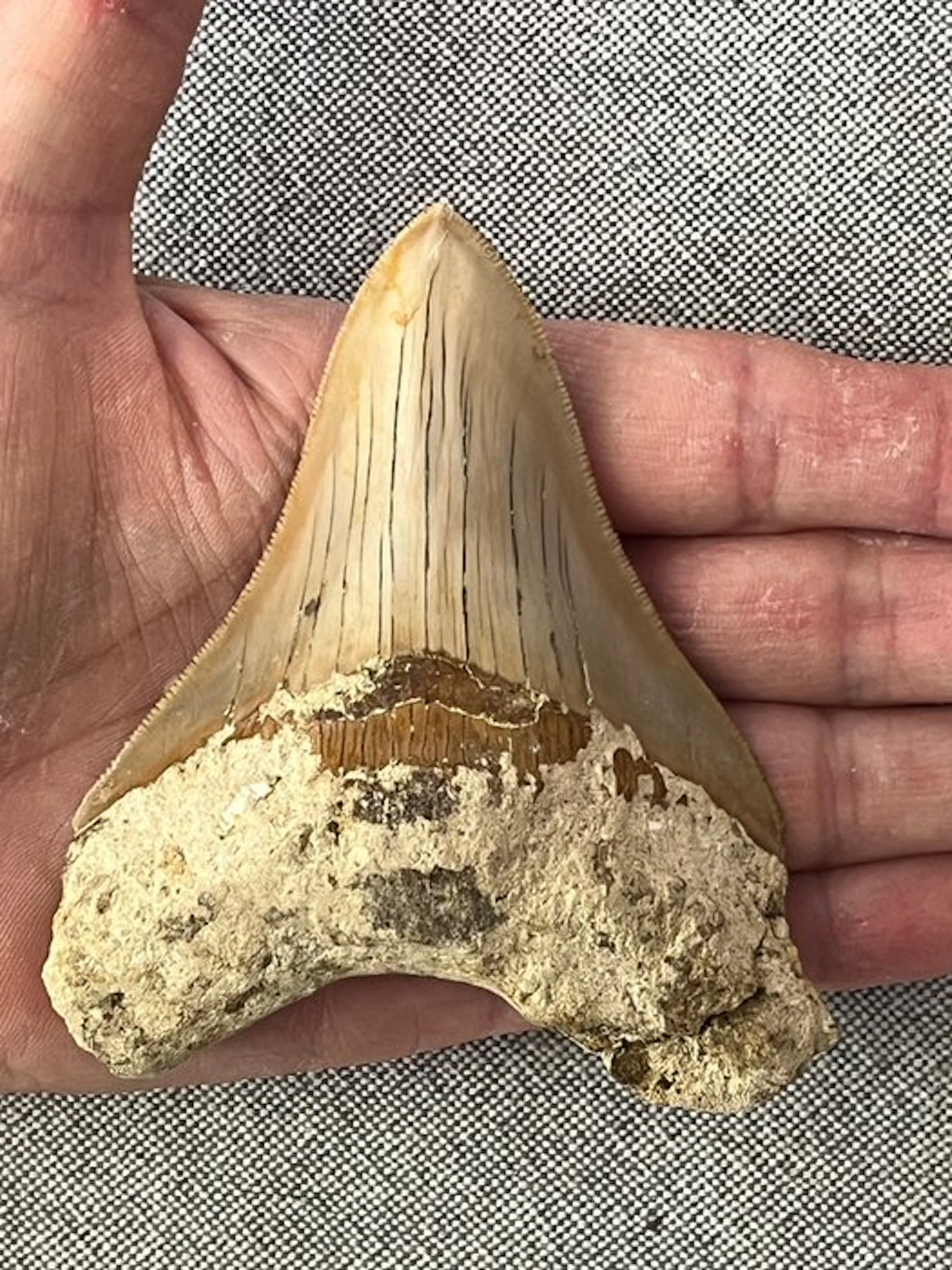 Megalodon tooth 10,1 cm - Fossil tooth - Carcharocles megalodon