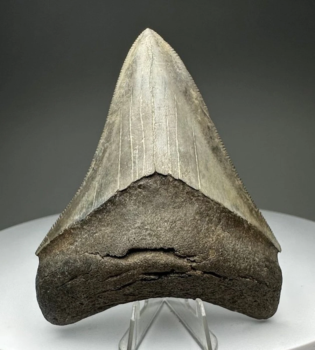 Megalodon - Fossil tooth - 8.5 cm - 7 cm