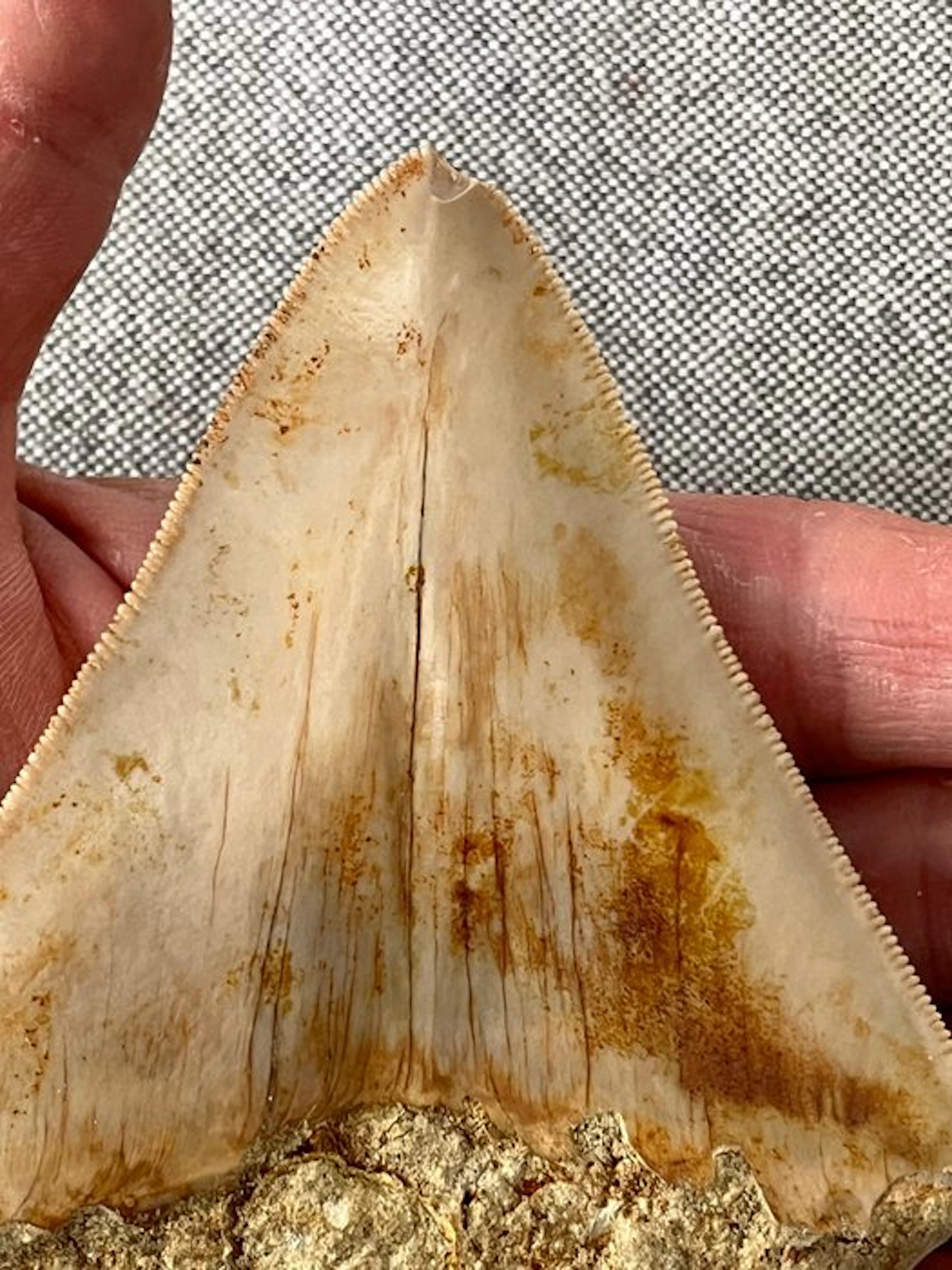 Megalodon tooth 11,1 cm - Fossil tooth - Carcharocles megalodon