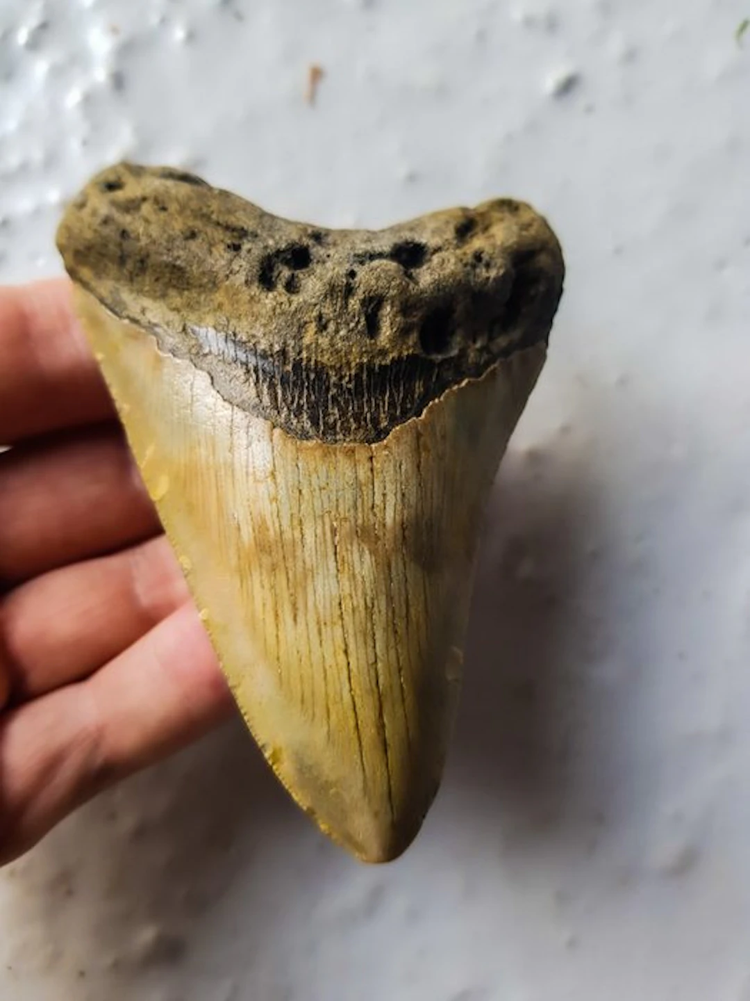 Megalodon - Fossil tooth - 10 cm - 7.2 cm