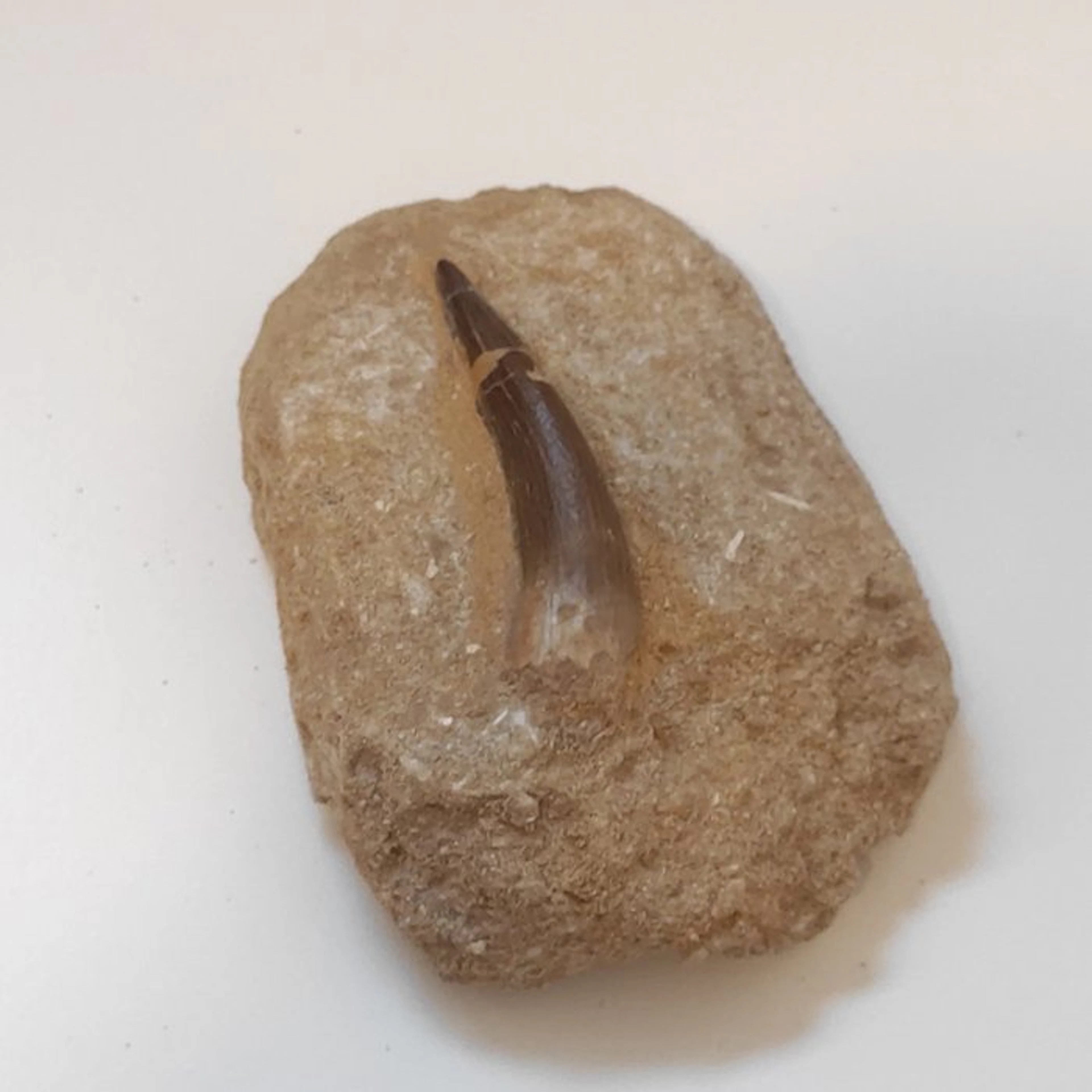 Plesiosaur - Fossil tooth - Zarafasaura oceanis - 10 cm...