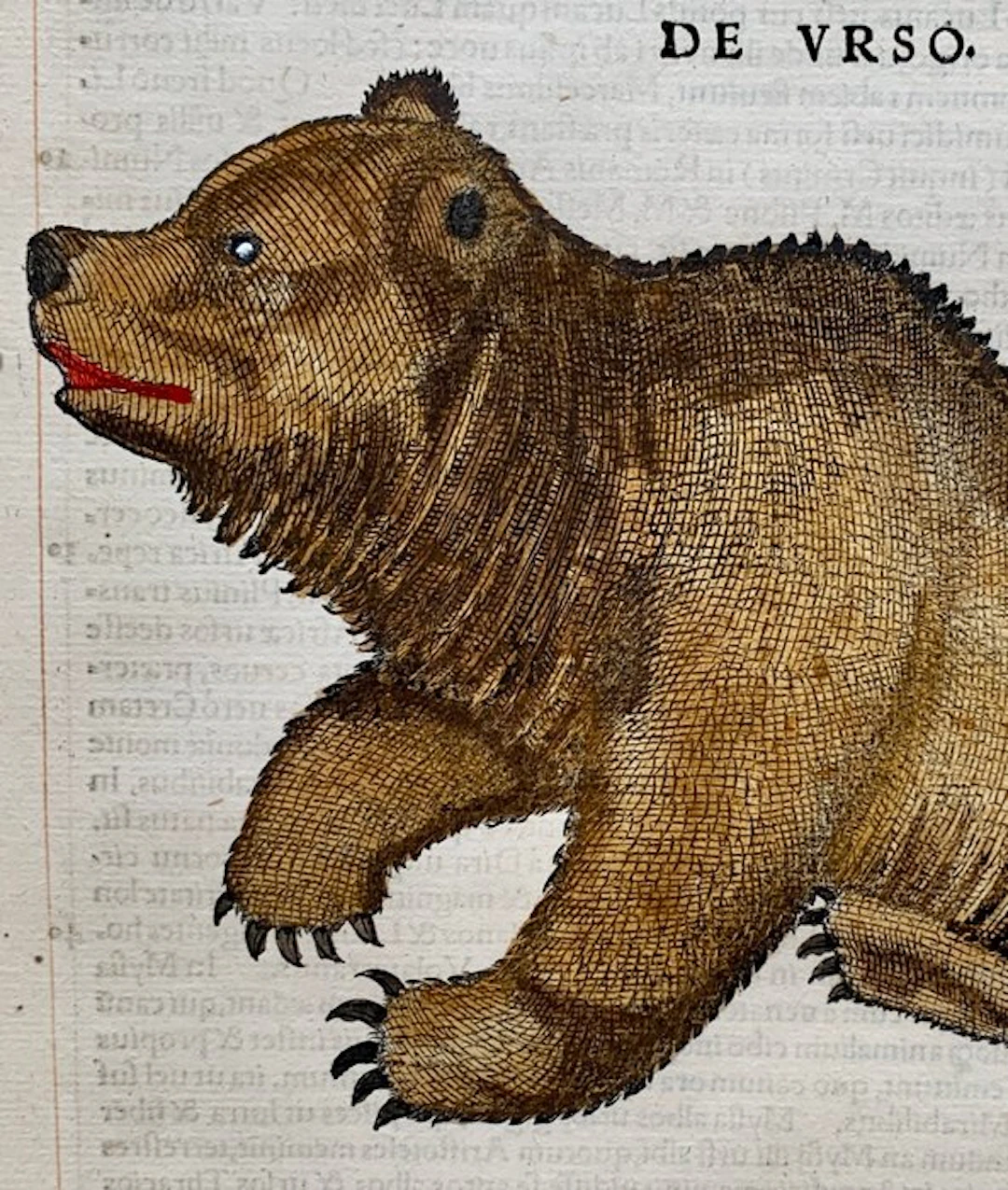 Conrad Gesner - Icones animalium quadrupedum uiuiparorum et ouiparorum - 1555