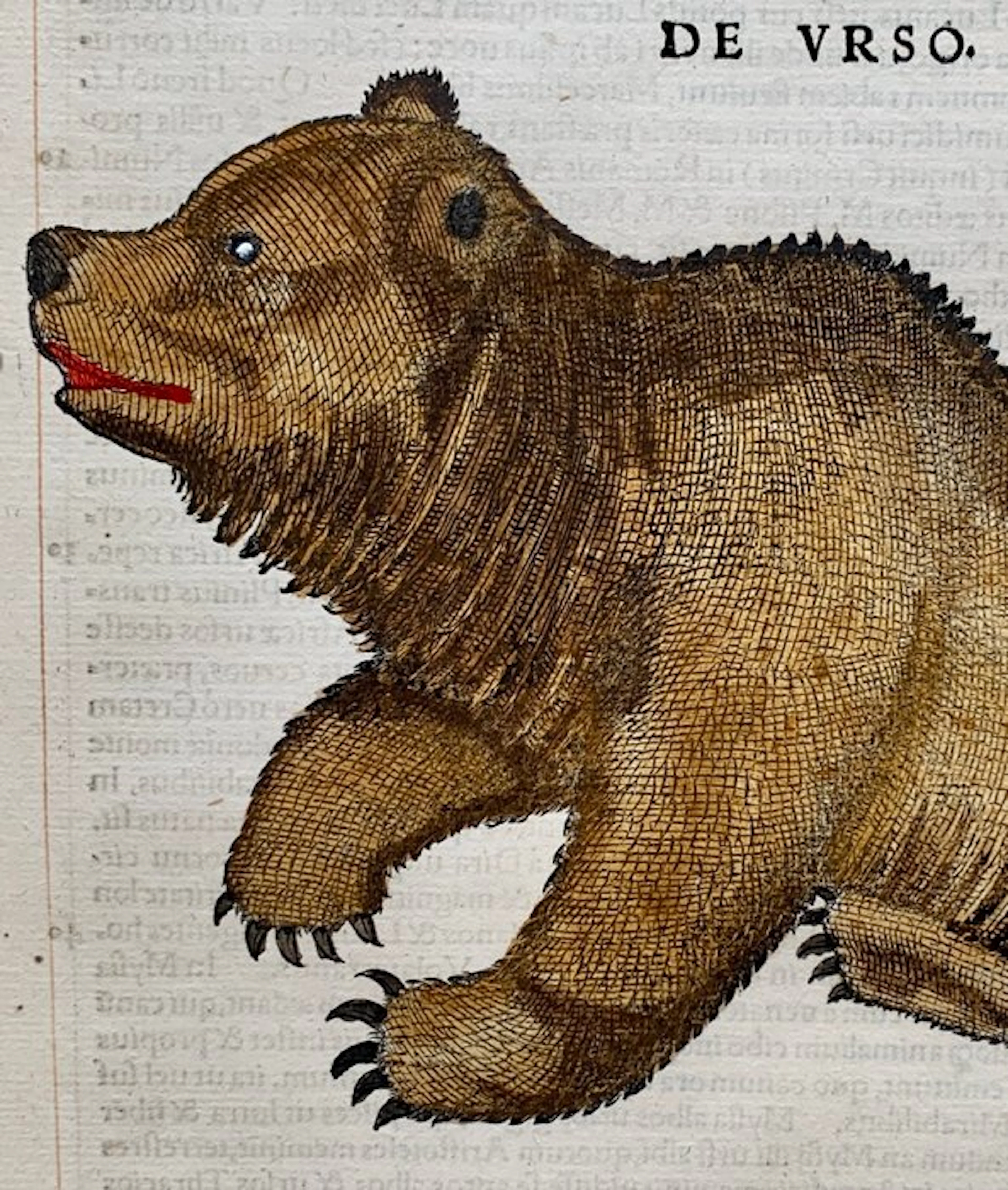 Conrad Gesner - Icones animalium quadrupedum uiuiparorum et ouiparorum - 1555