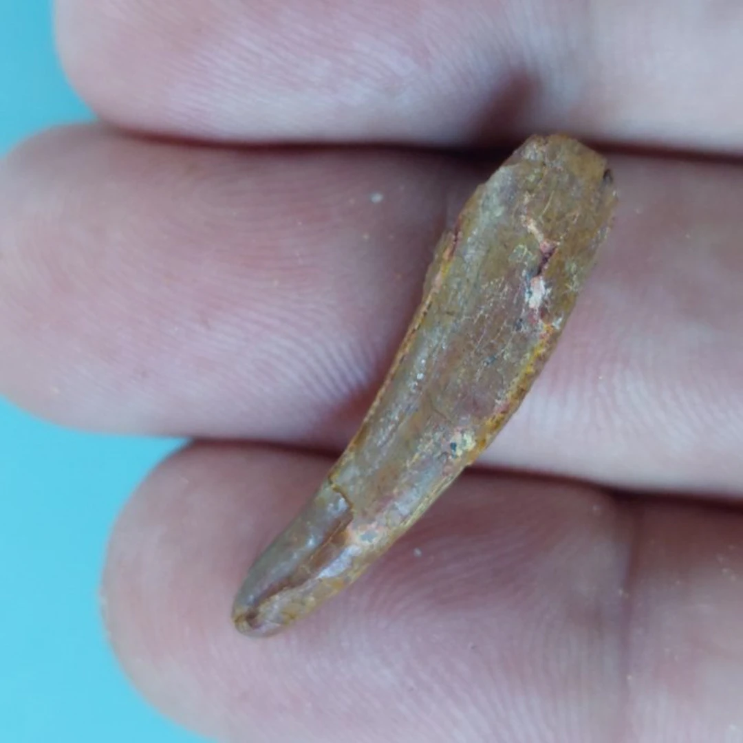 Pterosaur - Fossil tooth - 33 mm - 8 mm