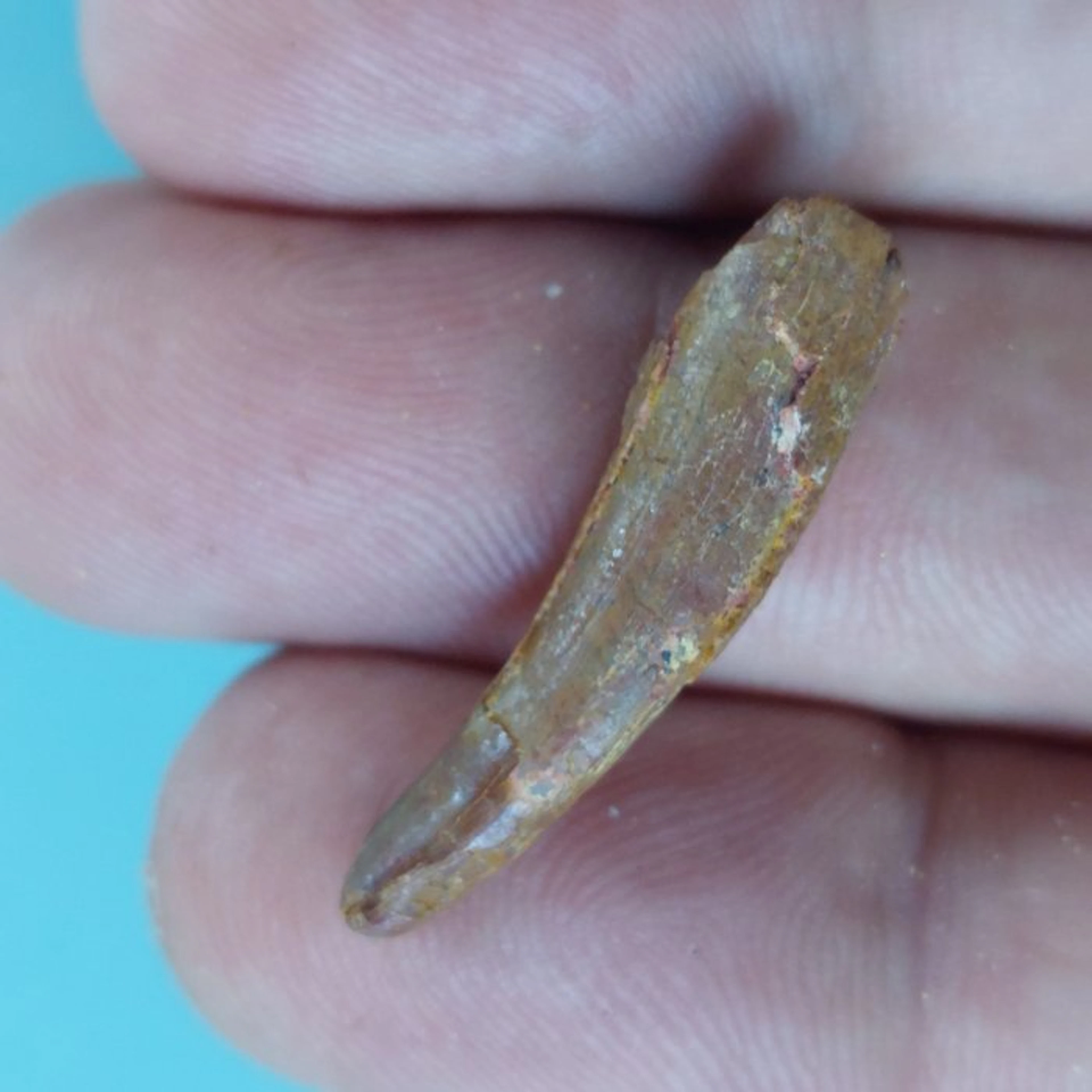 Pterosaur - Fossil tooth - 33 mm - 8 mm