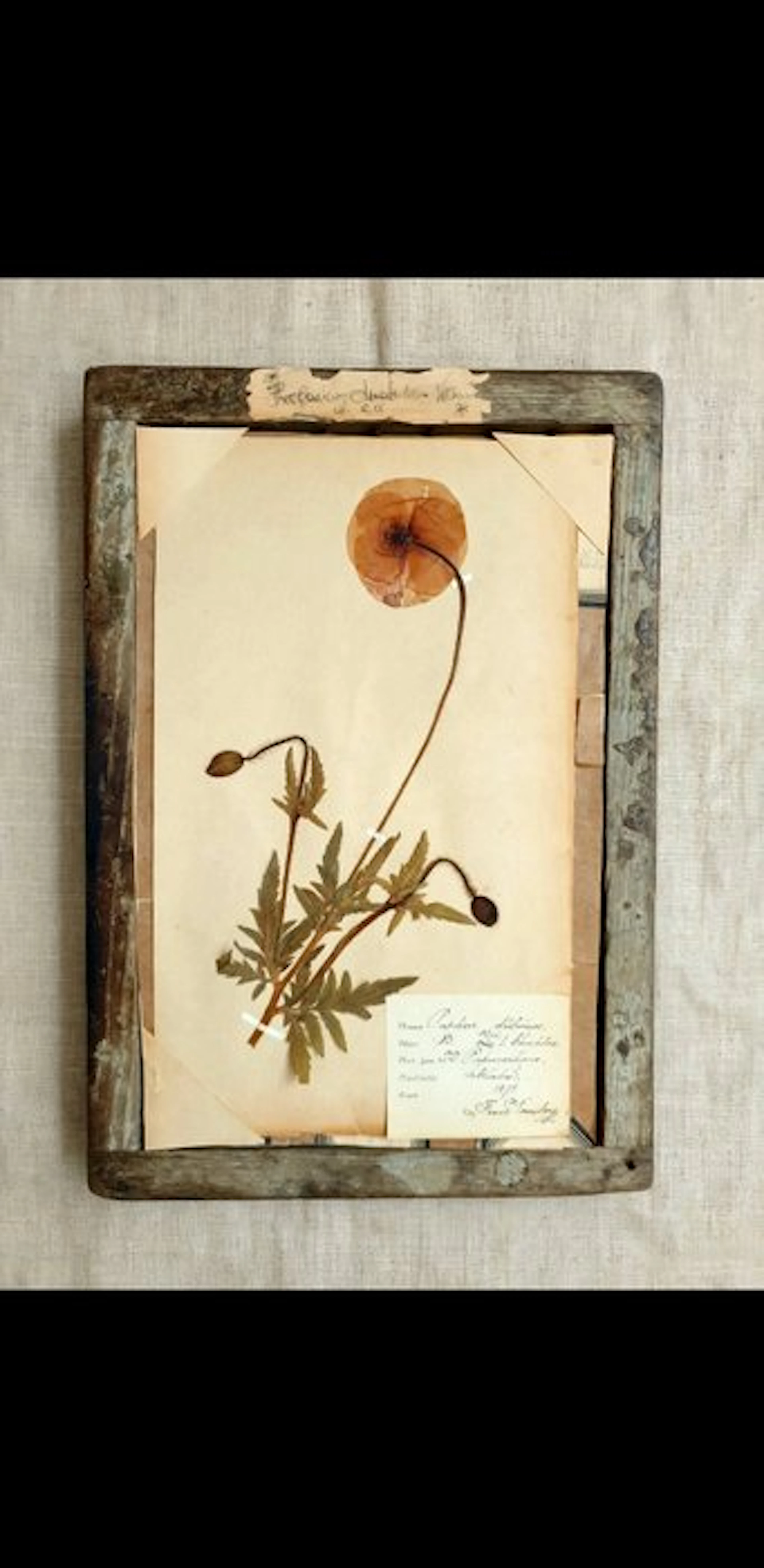 Franz Strömberg - Raro "Herbarium Amatorium Vernum" ad R.G
