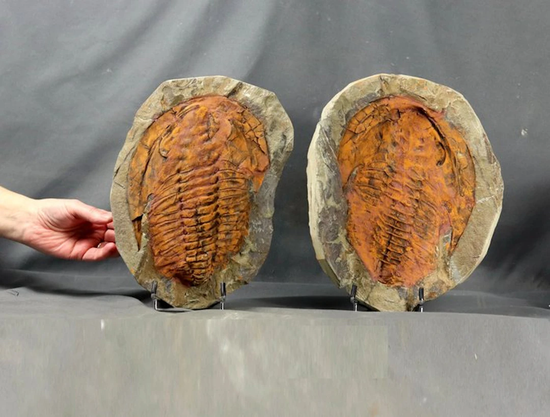 Huge fossil trilobite - Fossilised animal - Cambropallas...