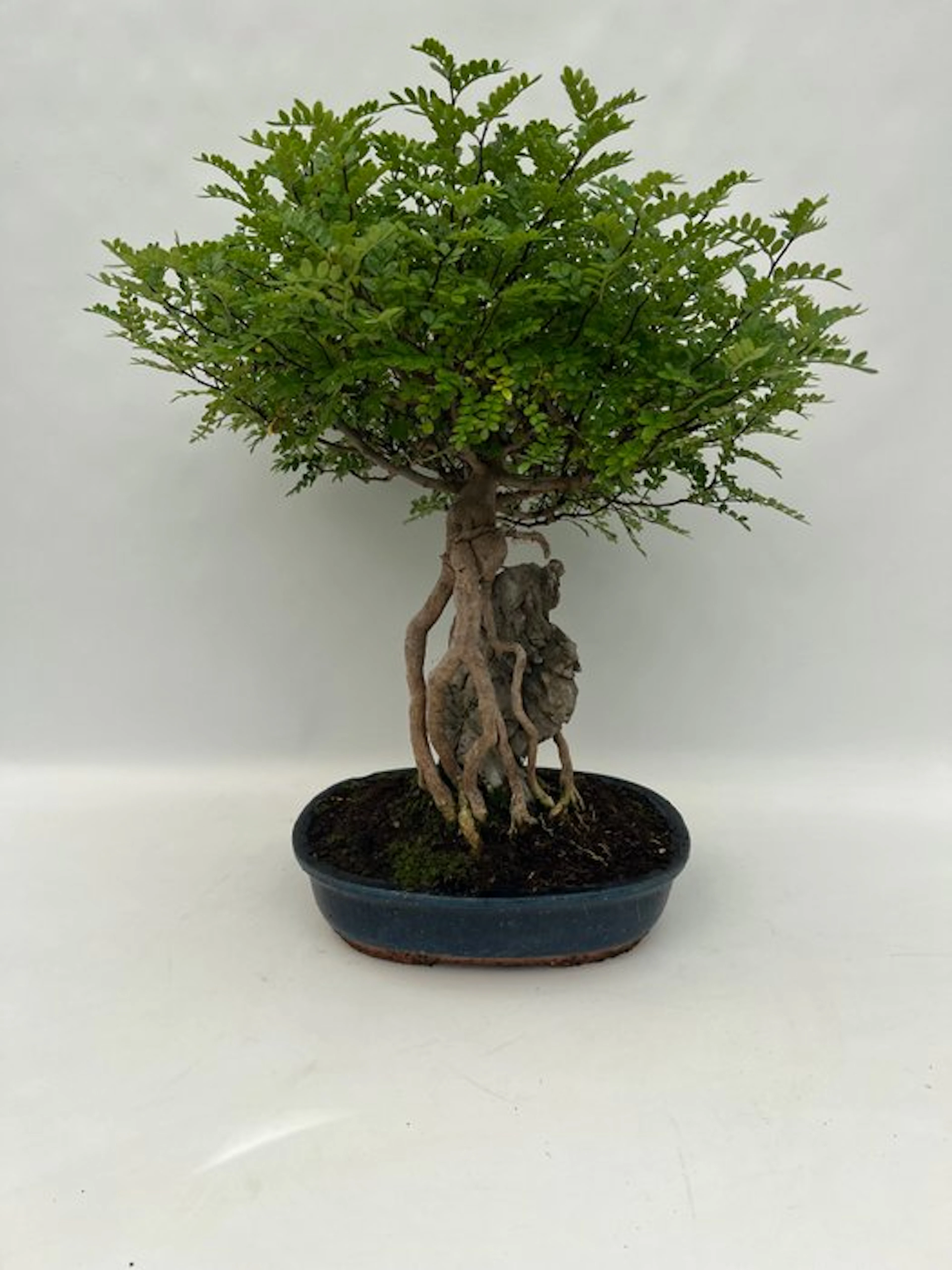 Chinese pepper bonsai (Zanthoxylum) - Height (Tree): 53...