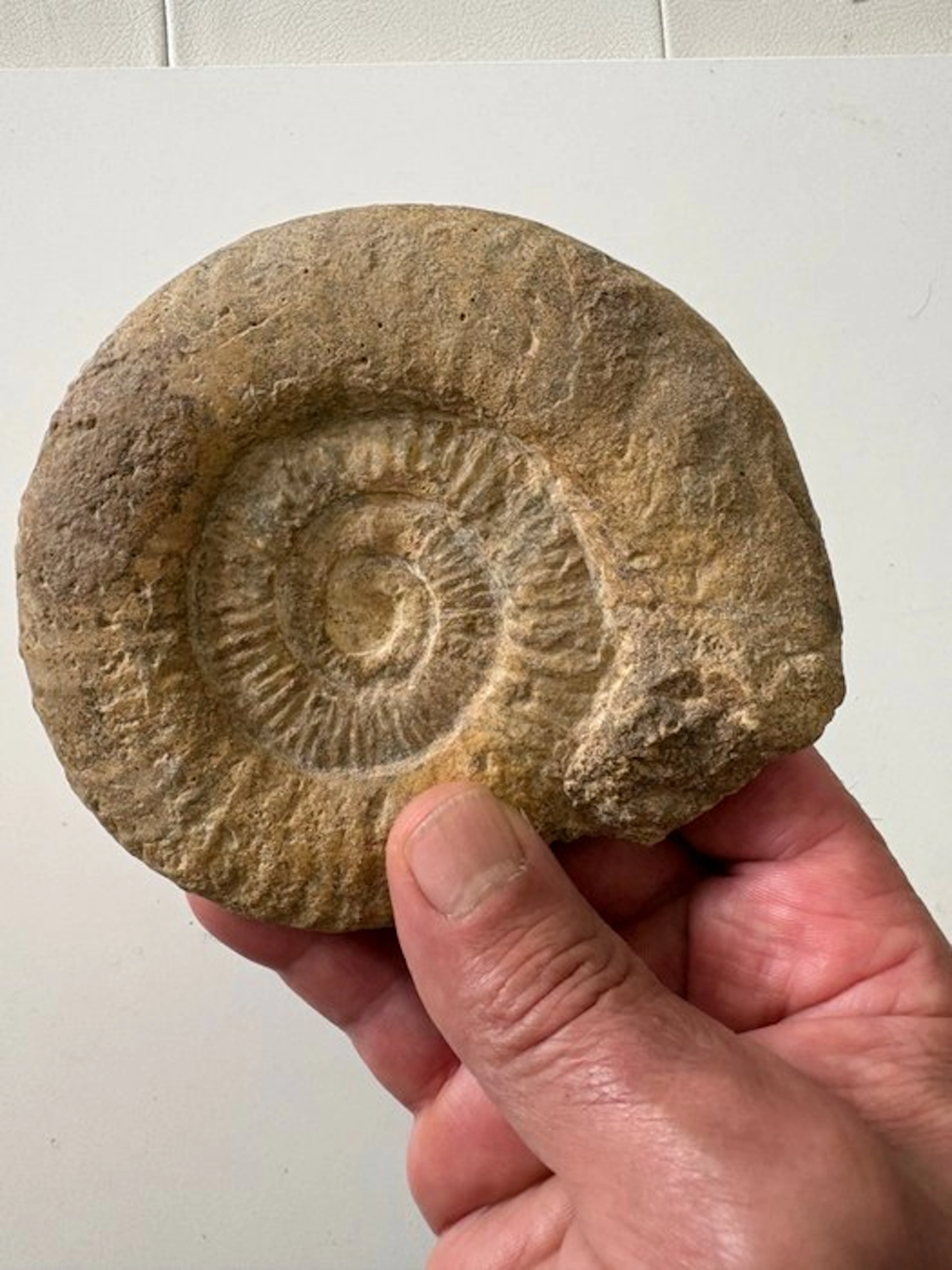 Ammonite - Fossilised shell - 11 cm - 12 cm (No reserve price)