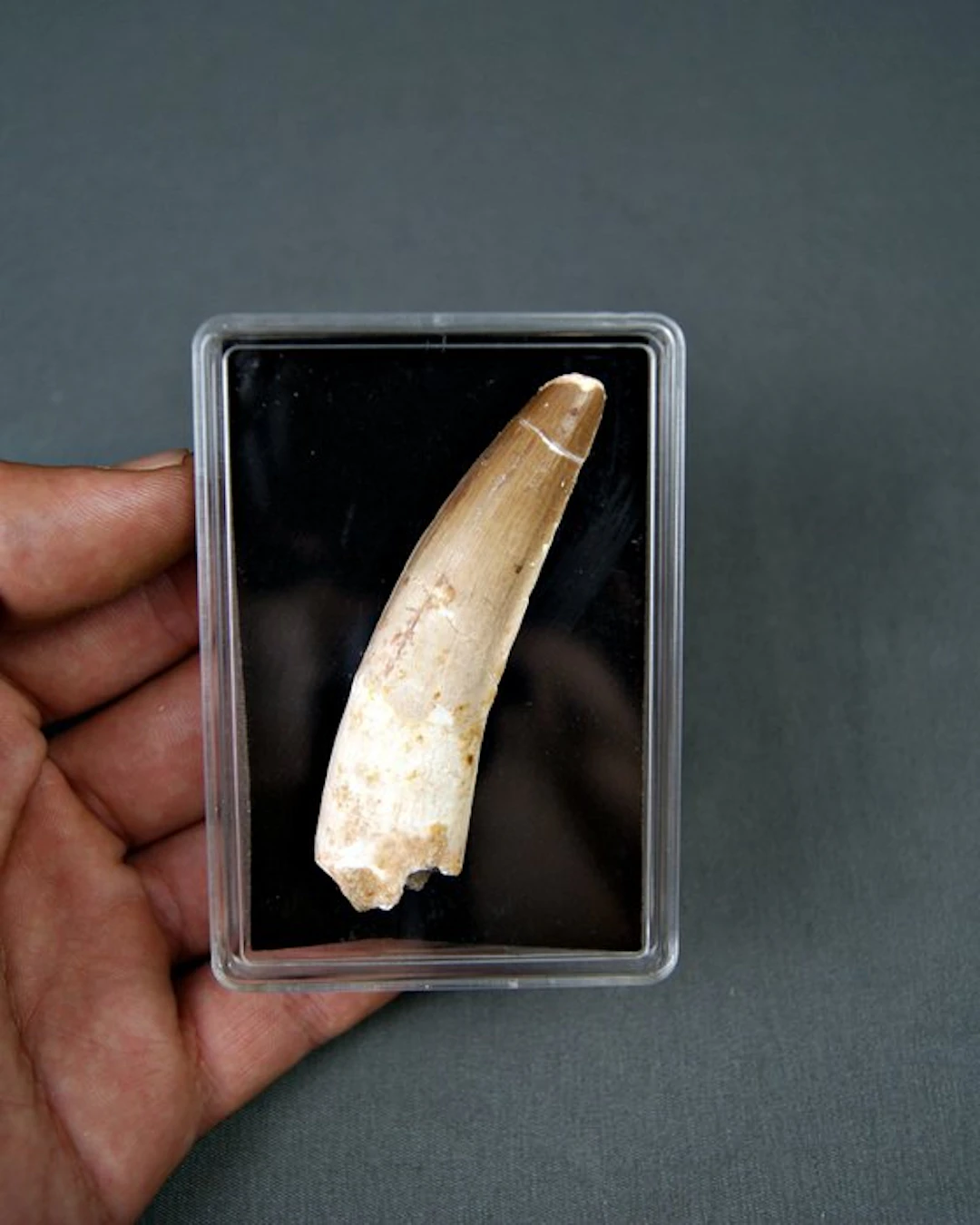 Spinosaur - Fossil tooth - Spinosaurus aegyptiacus (No reserve price)