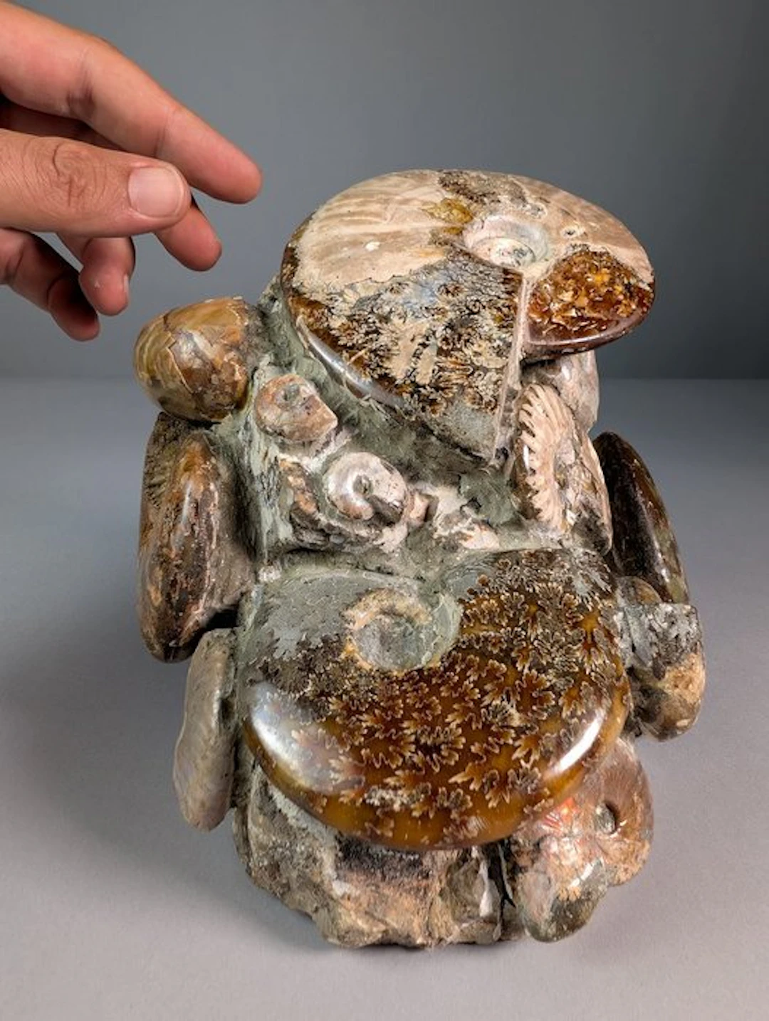 Thanatocenosis - Fossilised animal - Cleoniceras sp. & others - 17 cm - 16 cm