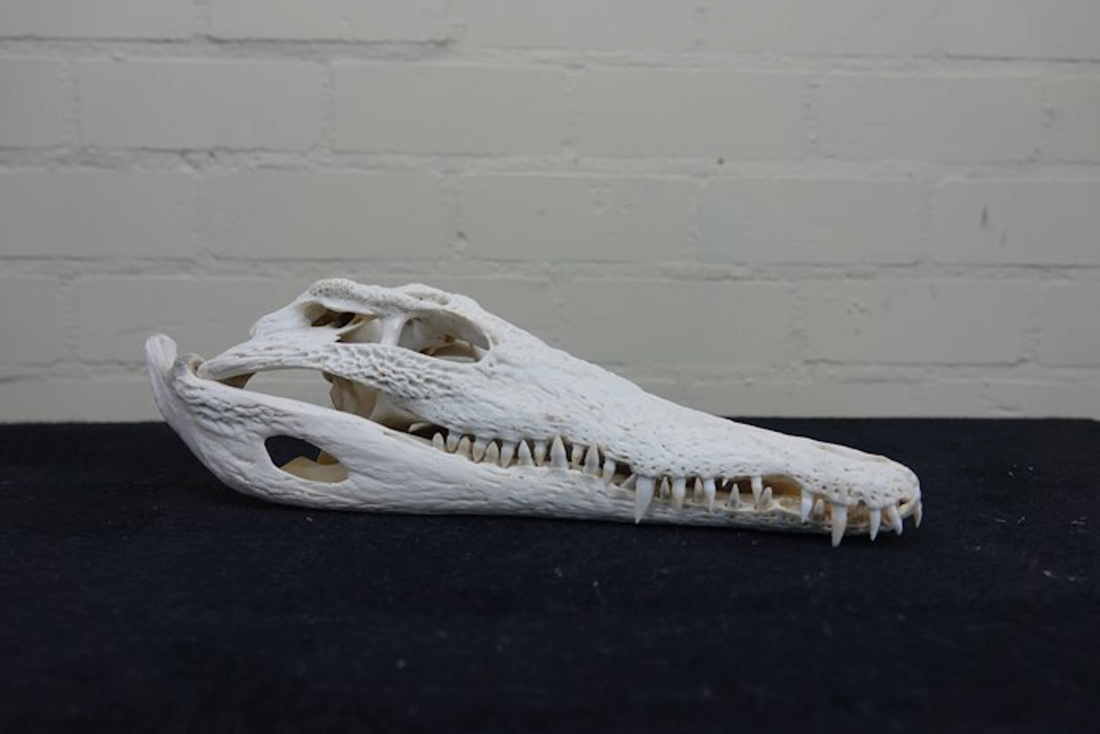 Nile Crocodile 31 cm Skull - Crocodylus niloticus (with...