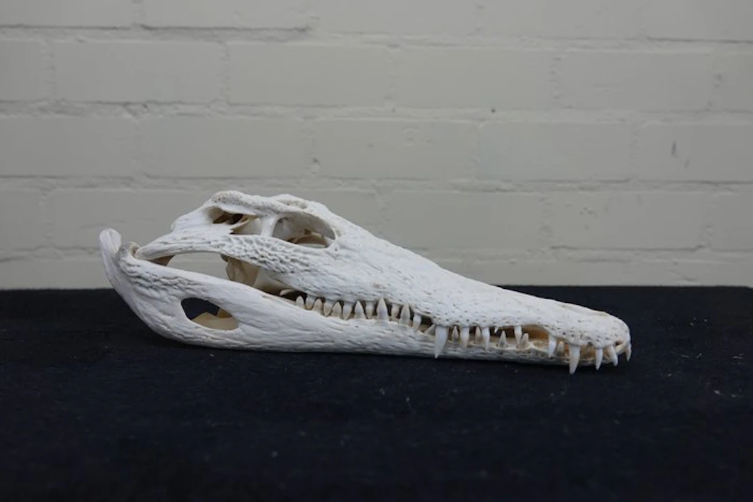 Nile Crocodile 31 cm Skull - Crocodylus niloticus (with...