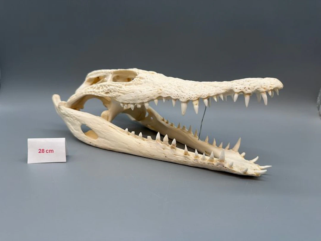 Nile Crocodile Reptile skull - Crocodylus niloticus - 8...