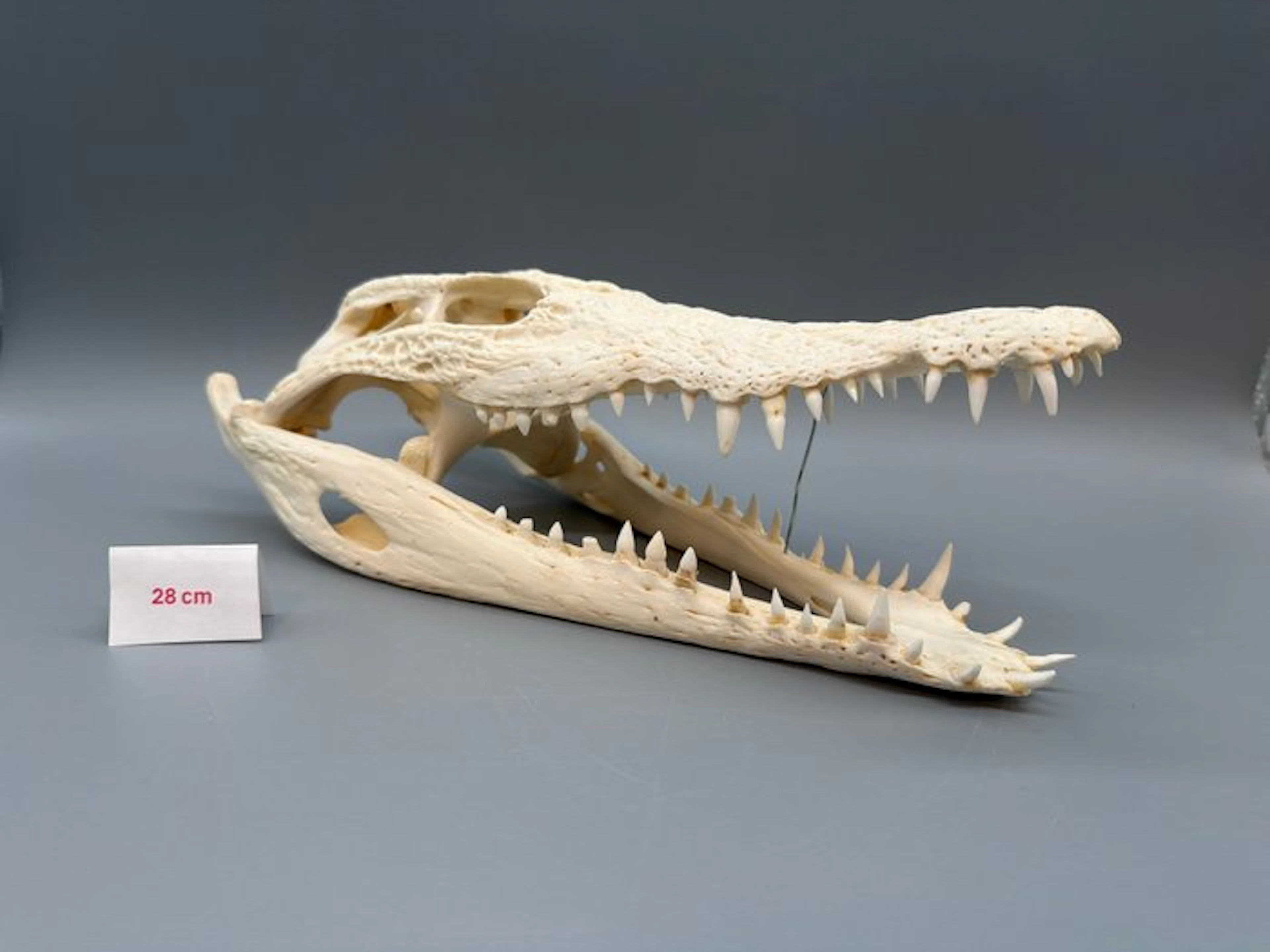 Nile Crocodile Reptile skull - Crocodylus niloticus - 8...