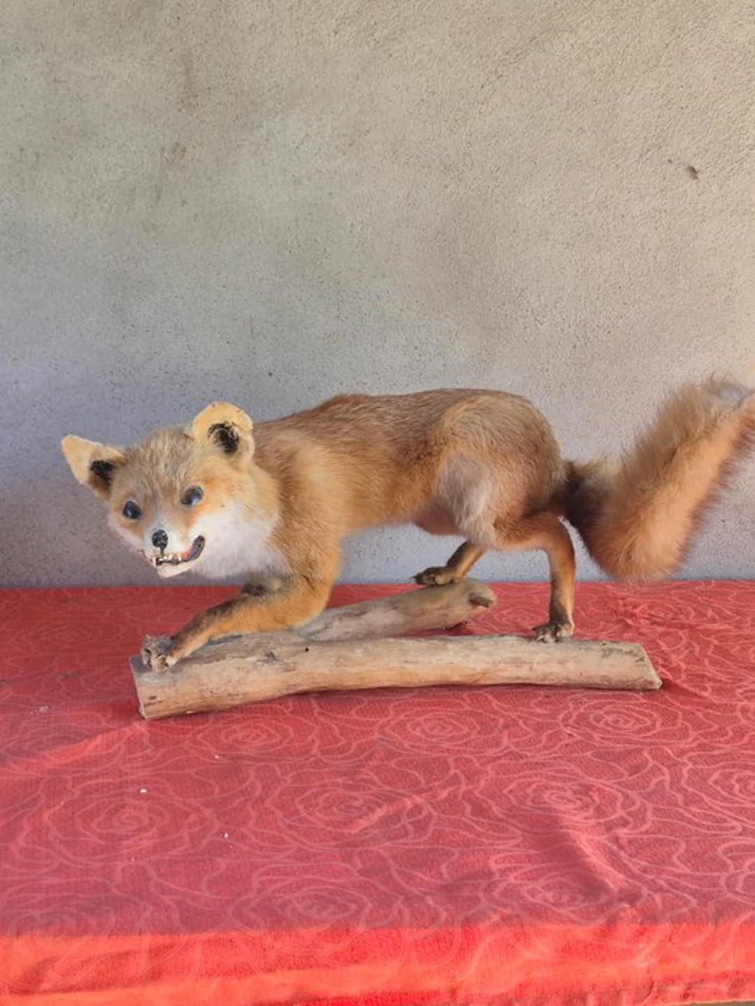 Renard - Taxidermy wall mount - Vulpes vulpes - spécimen...