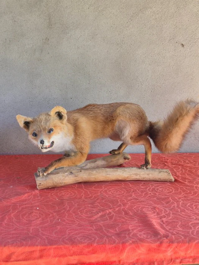 Renard - Taxidermy wall mount - Vulpes vulpes - spécimen...