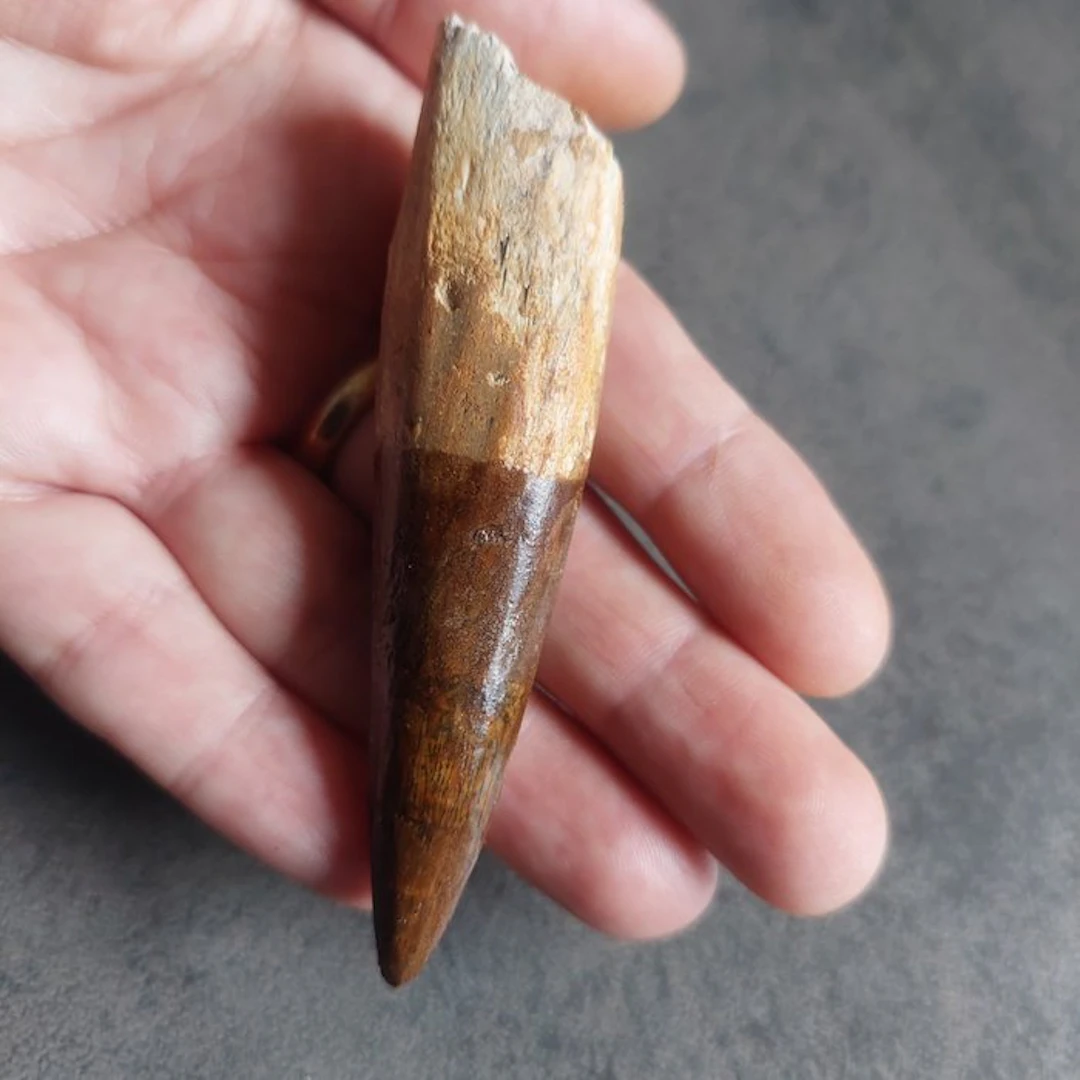 Spinosaur - Fossil tooth - Spinosaurus aegyptiacus - 85 mm - 18 mm