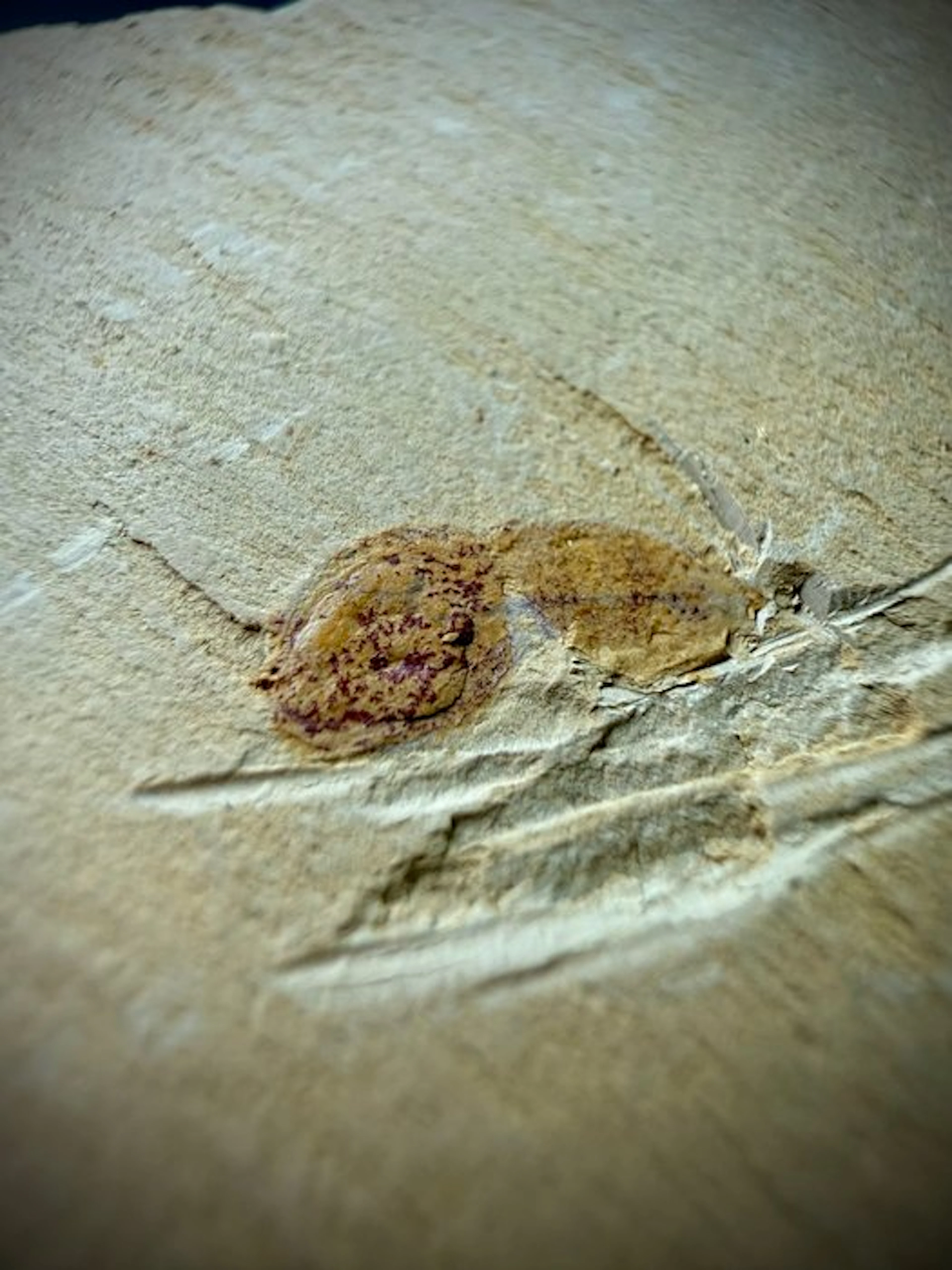 Exceptional Cambrian Soft-Bodied Fossil - Fossil carapace...