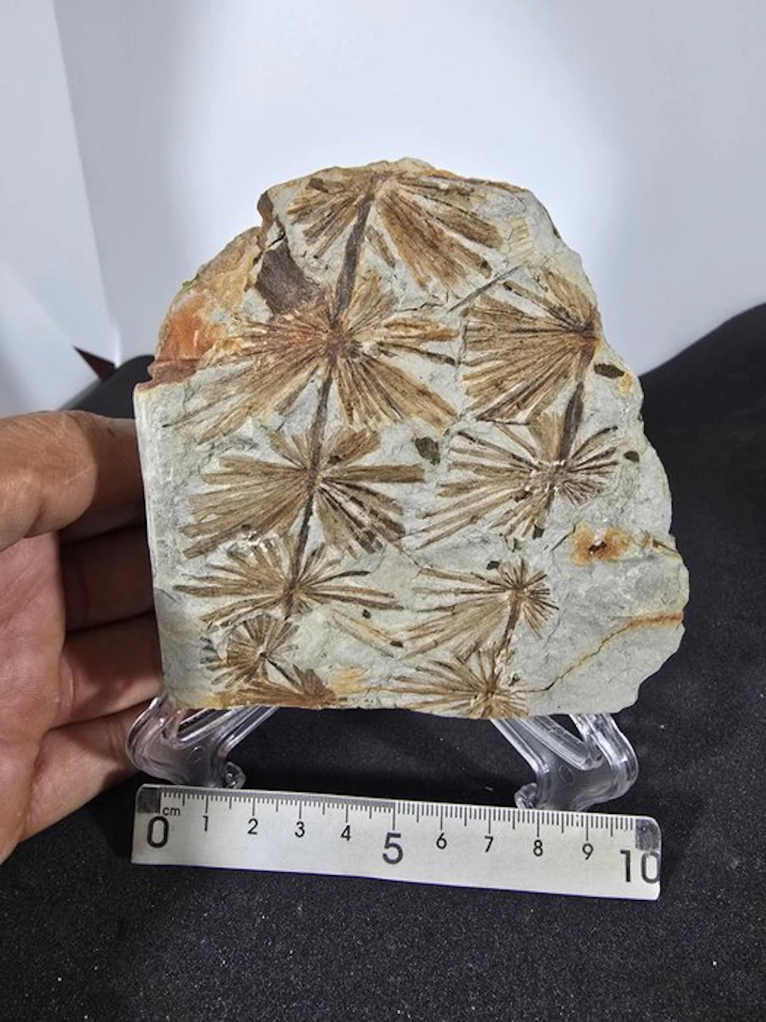 Carboniferous Plant - Fossil plate matrix - Annularia...