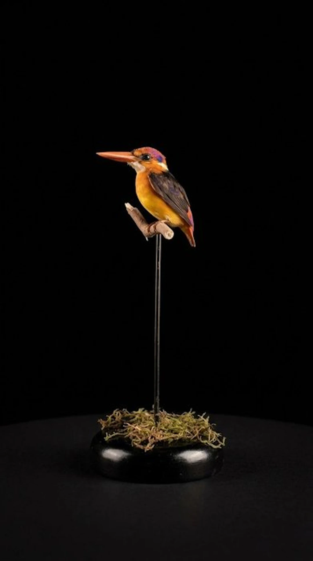 Kingfisher Taxidermy full body mount - Ceyx erithaca - 24...
