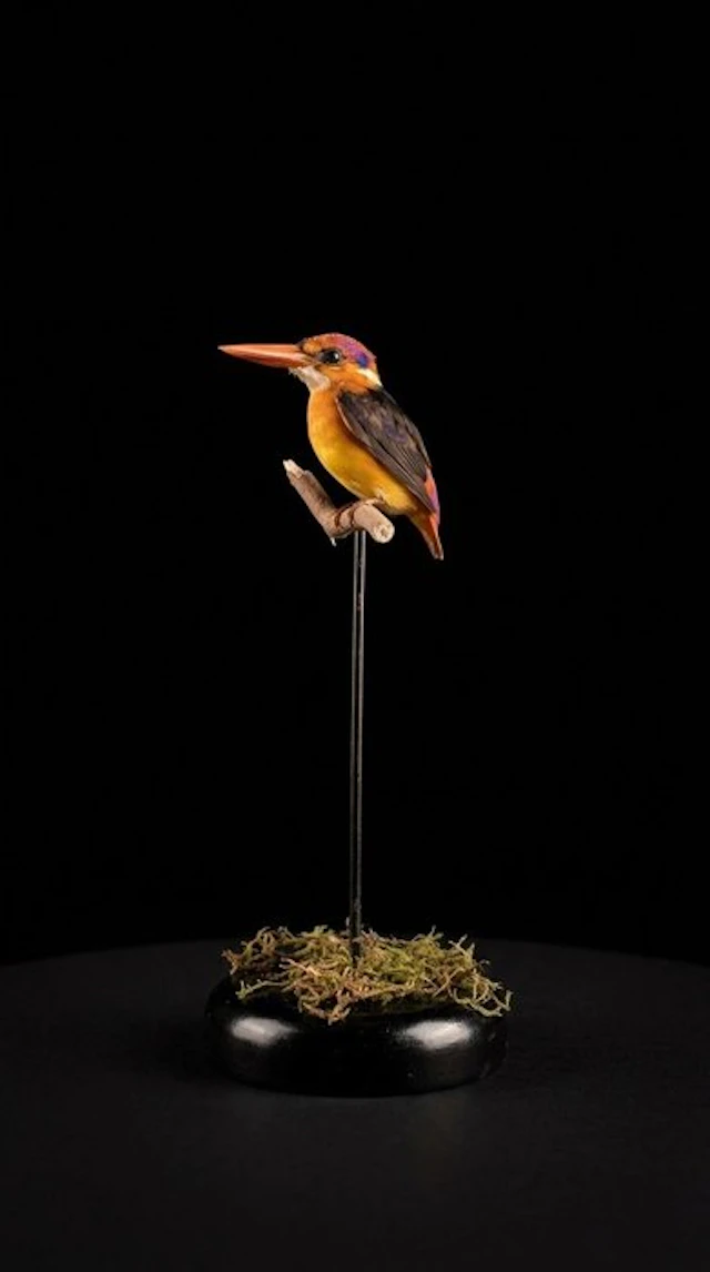 Kingfisher Taxidermy full body mount - Ceyx erithaca - 24...
