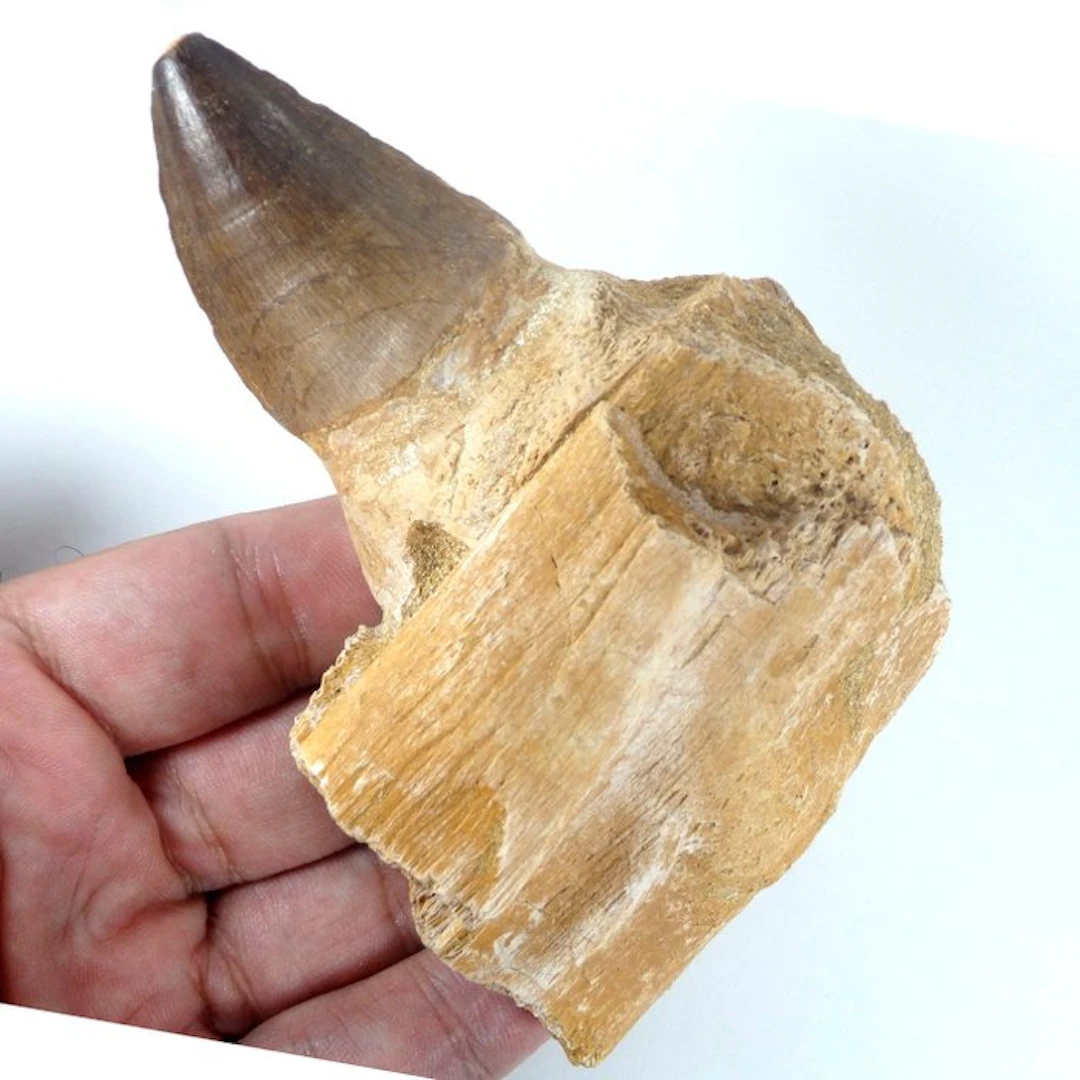 Mosasaur tooh with jaw bone - Fossil tooth - Leiodon...