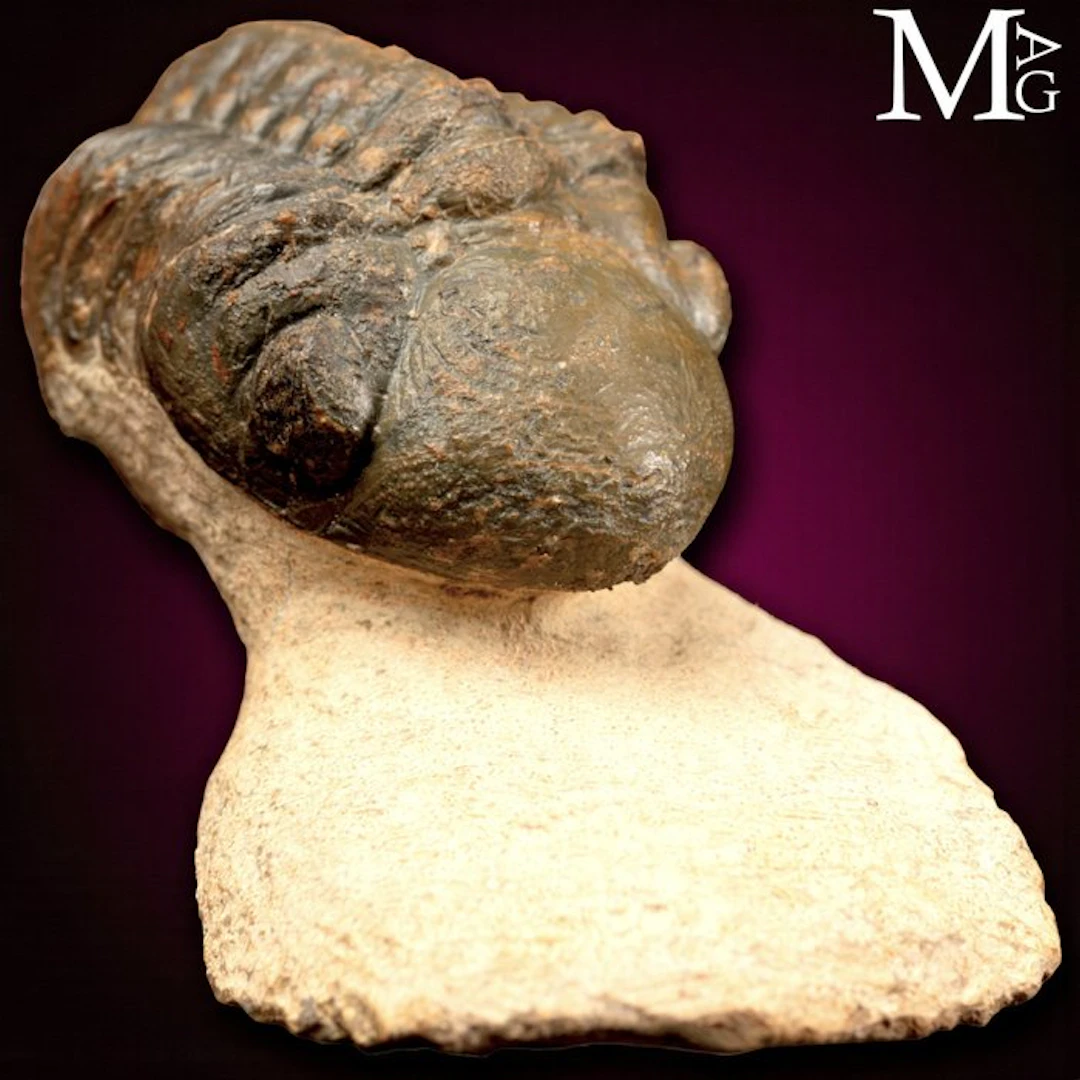 Trilobites: Silent Witnesses of the Dawn of Life fossil...