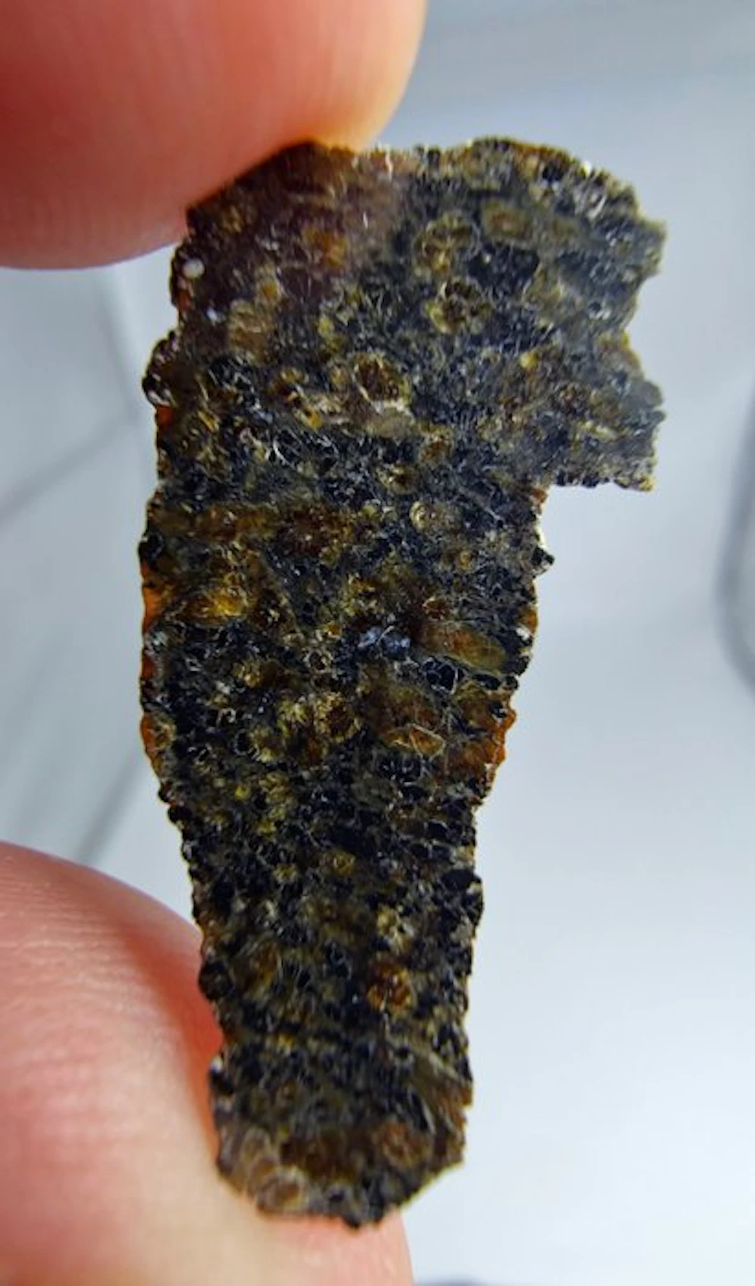 Martian (olivine-bearing shergottite) NEA 145 - 1.11 g